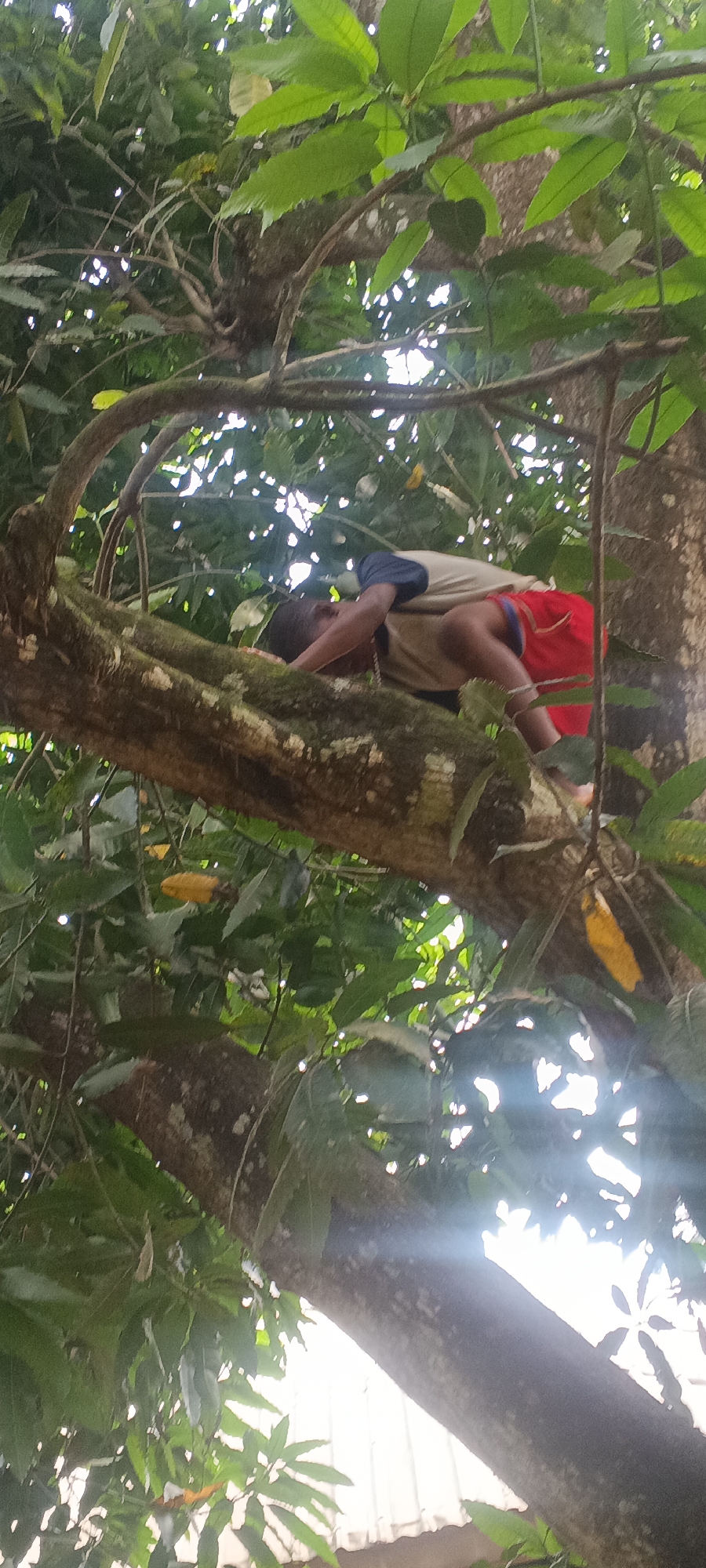 A young person is lying on a tree branch among the leaves of a tree in Eziudo, Nigeria. The person is wearing a tan shirt with navy blue sleeves and red shorts. The bark of the tree is covered in moss. Sunlight shines through the leaves of the tree.
