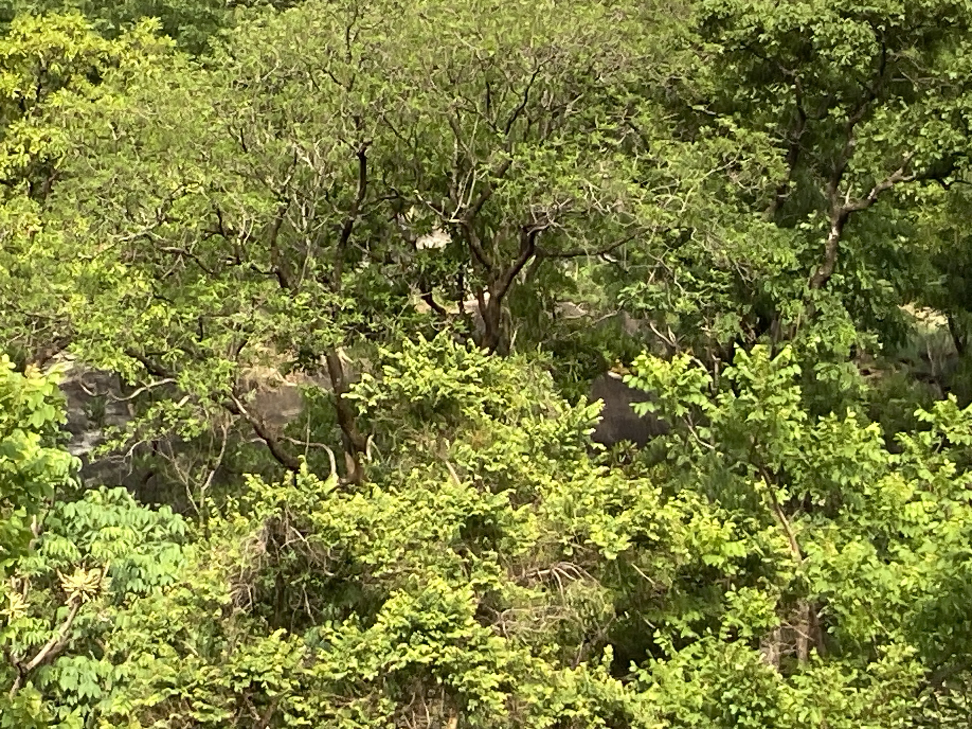The image shows a dense thicket of trees in Mararaba, Nigeria. Predominantly green vegetation with varying shades covers the frame. Tree trunks and branches are interwoven, creating a complex network. In the distance, slightly obscured by the trees, a rocky outcrop is visible. No people or animals are immediately apparent in the scene. The lighting suggests a daytime shot with sunlight filtering through the foliage.
