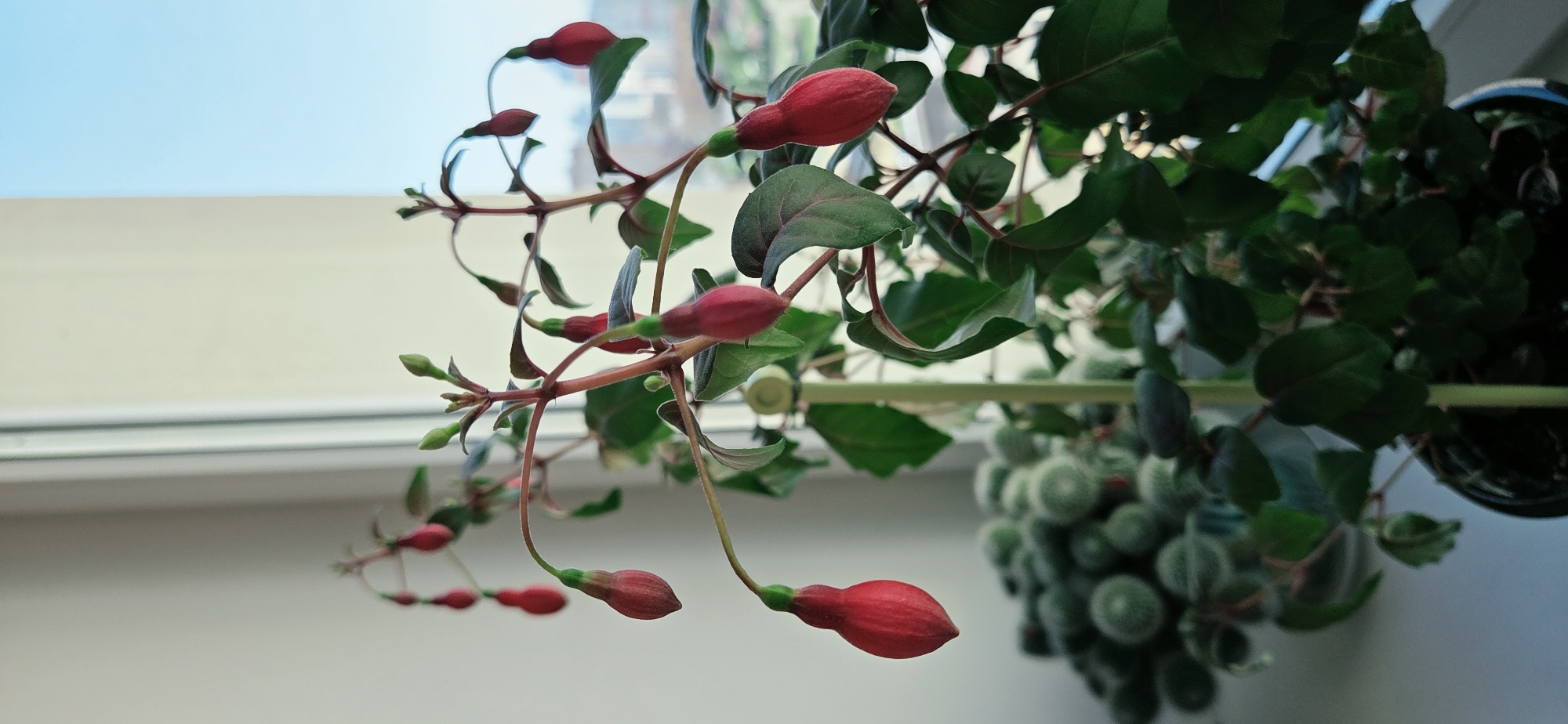 An indoor fuchsia plant with red and green buds is displayed on a windowsill with a blurry city view in the background. The plant is positioned in the foreground, with its branches and numerous hanging flower buds dominating the frame. The buds are elongated and teardrop-shaped, with a vibrant red color at the bottom and a green tip. Some buds are partially open, revealing hints of their inner structure. The plant has dark green leaves with reddish undersides. To the left and slightly out of focus, another potted plant with fuzzy, round, green leaves is visible. The windowsill itself is white, and behind it, a window shows a blurry outdoor environment with buildings. The overall lighting suggests it is daytime. The image appears to be taken indoors, likely in an apartment or house, in Lipetsk, Russia, judging by the context provided. There are no people or animals present in the image, and no actions are depicted beyond the passive presence of the plants.