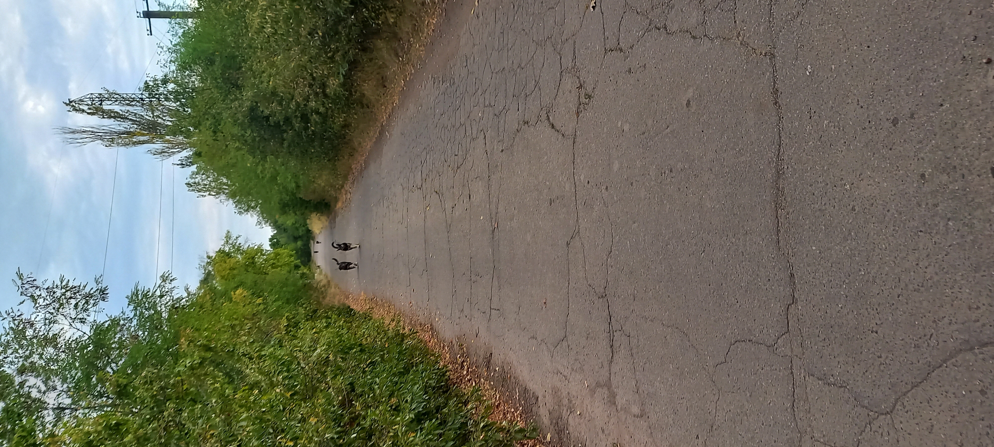 In Berezhynka, Ukraine, two dogs, one black and white, the other dark with white markings, are running away from the camera down a cracked asphalt road. The road is flanked by dense green trees on either side, with fallen leaves scattered on the verge. Power lines are visible in the sky above the trees, and a utility pole can be seen in the distance on the right. The sky is overcast with a few wispy clouds. The image appears to be taken during daylight.