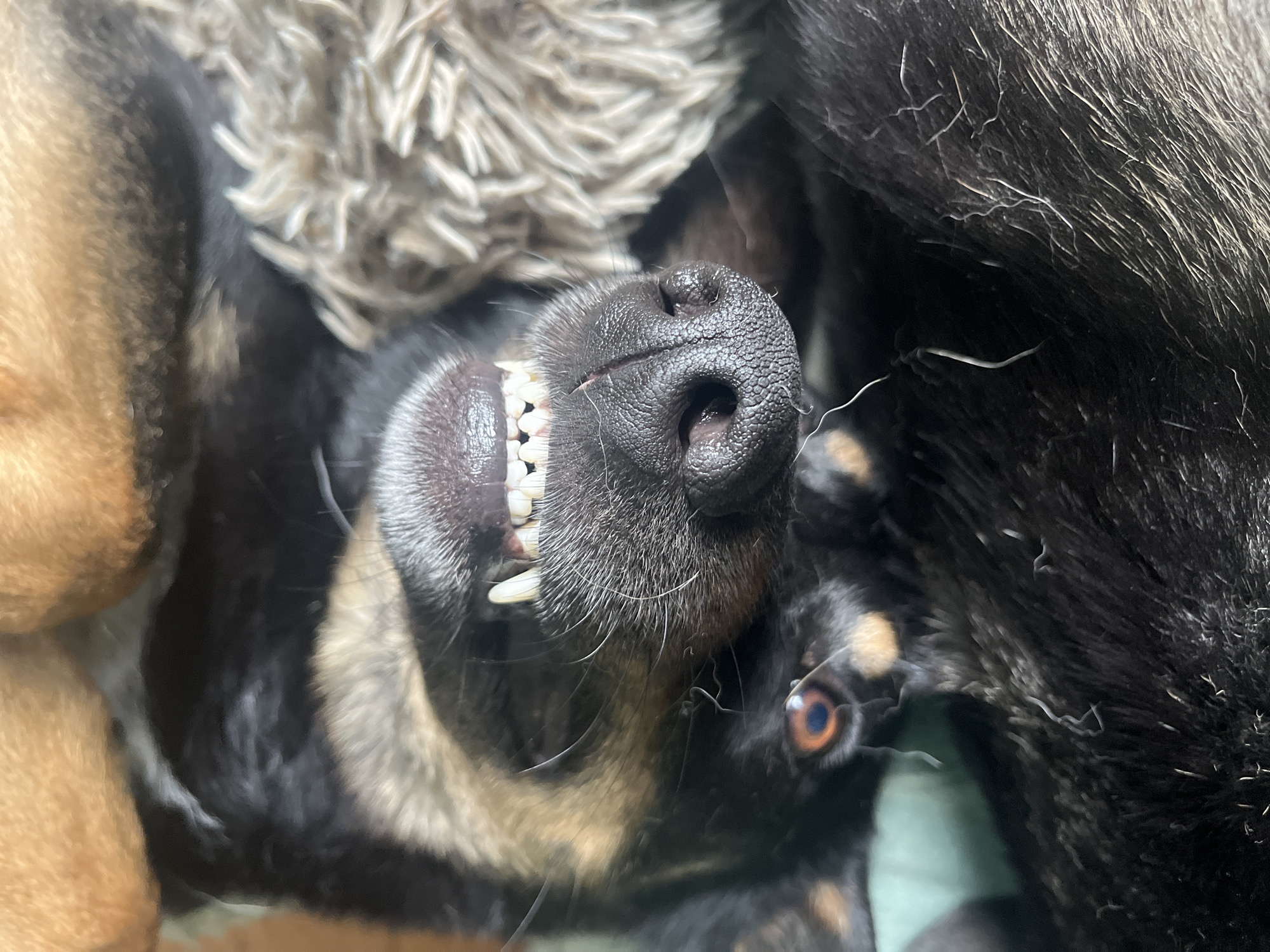 The image is an extreme close-up of a dog's face, likely a German Shepherd mix, as it lies on its back. The dog's mouth is open, revealing its teeth and gums. Its nose is prominently featured, with its nostrils visible. The dog's fur is black and tan, with some lighter fur around its face and muzzle. The background is blurred, but appears to be a textured surface, possibly a blanket or rug. There is also a glimpse of what might be the dog's eye and ear. The image is taken from an unusual, inverted perspective. There is no identifiable location in the city of Nizhny Tagil, Russia, or any other environmental context provided.