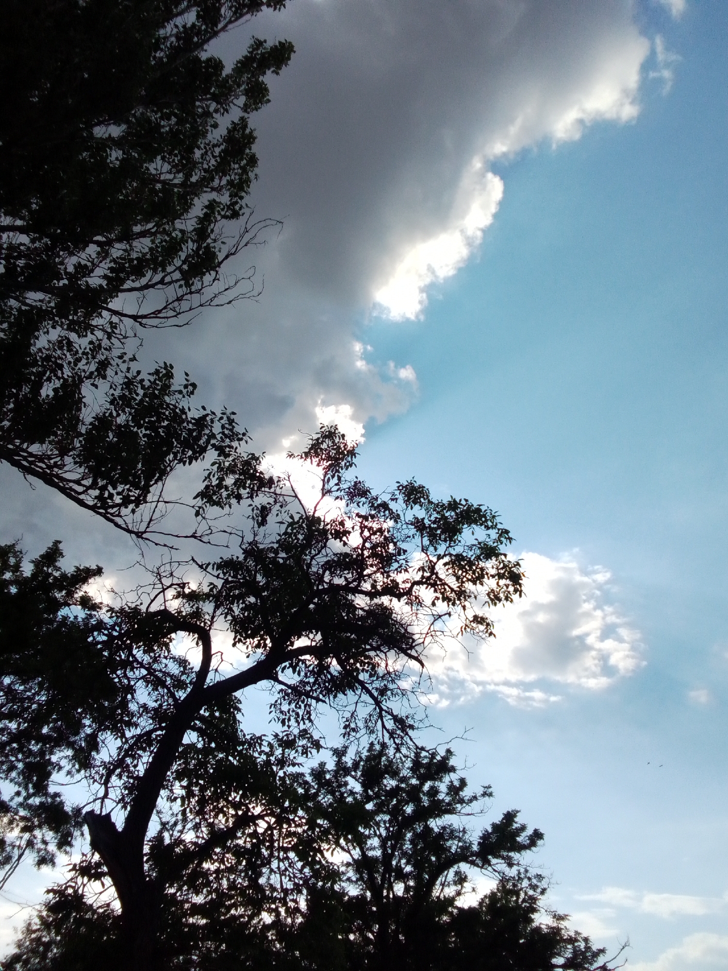The image is a low-angle shot of trees silhouetted against a sky with dramatic clouds. The sky is a vibrant blue, transitioning from a bright, clear expanse on the right to darker, stormier clouds on the left. Rays of sunlight pierce through the dark clouds, illuminating the edges of some of the clouds and creating a sense of depth. The trees are dark and leafy in the foreground, with bare branches of a larger tree extending into the upper left corner. The overall impression is one of nature's power and beauty, with the contrast between light and dark in the sky being a prominent feature.