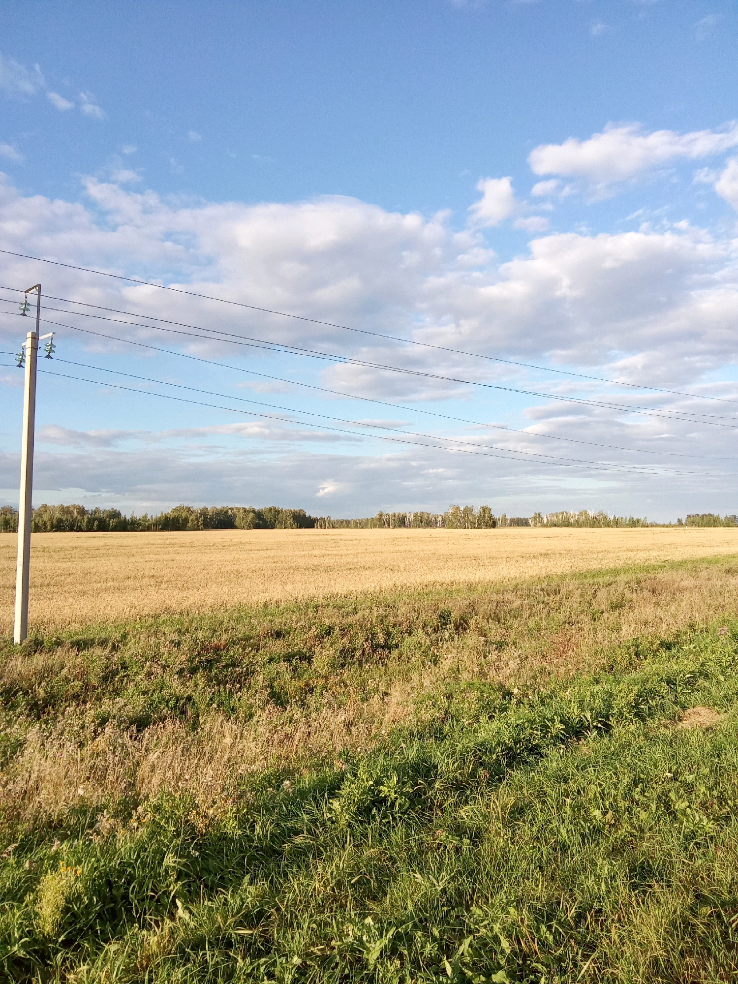 The image depicts a rural landscape with a clear blue sky dotted with white clouds. In the foreground, a concrete utility pole stands to the left, supporting multiple black power lines that stretch horizontally across the frame. Beyond the pole, a vast field of dry, golden grass or crops extends to the horizon. A line of trees, appearing green and dense, forms a distinct border at the edge of the field. The lower part of the image shows a strip of vibrant green grass and other vegetation, suggesting a transition between the cultivated field and the foreground. The scene is overcast with clouds and seems to be taken outdoors during the day in a rural setting in the Қарақоға ауылдық округі, Kazakhstan.