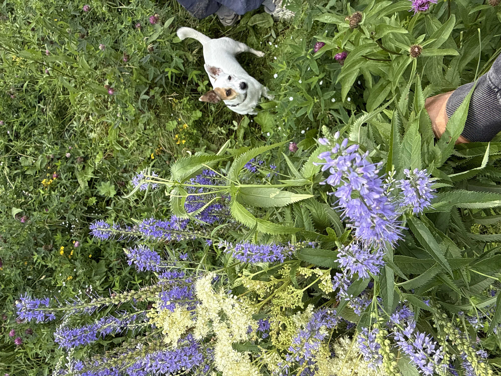 In an outdoor scene, a small, white Jack Russell terrier with brown markings on its face and ears stands alert amidst a patch of green foliage and purple and yellow wildflowers. The dog faces the camera, its tail slightly raised. To the left, a hand holding a bouquet of purple and yellow flowers is visible in the lower foreground. The background is a dense arrangement of green leaves and various wildflowers, suggesting a natural, uncultivated setting. The image appears to have been taken in the city of Lipovaya I, Russia, based on the provided context.