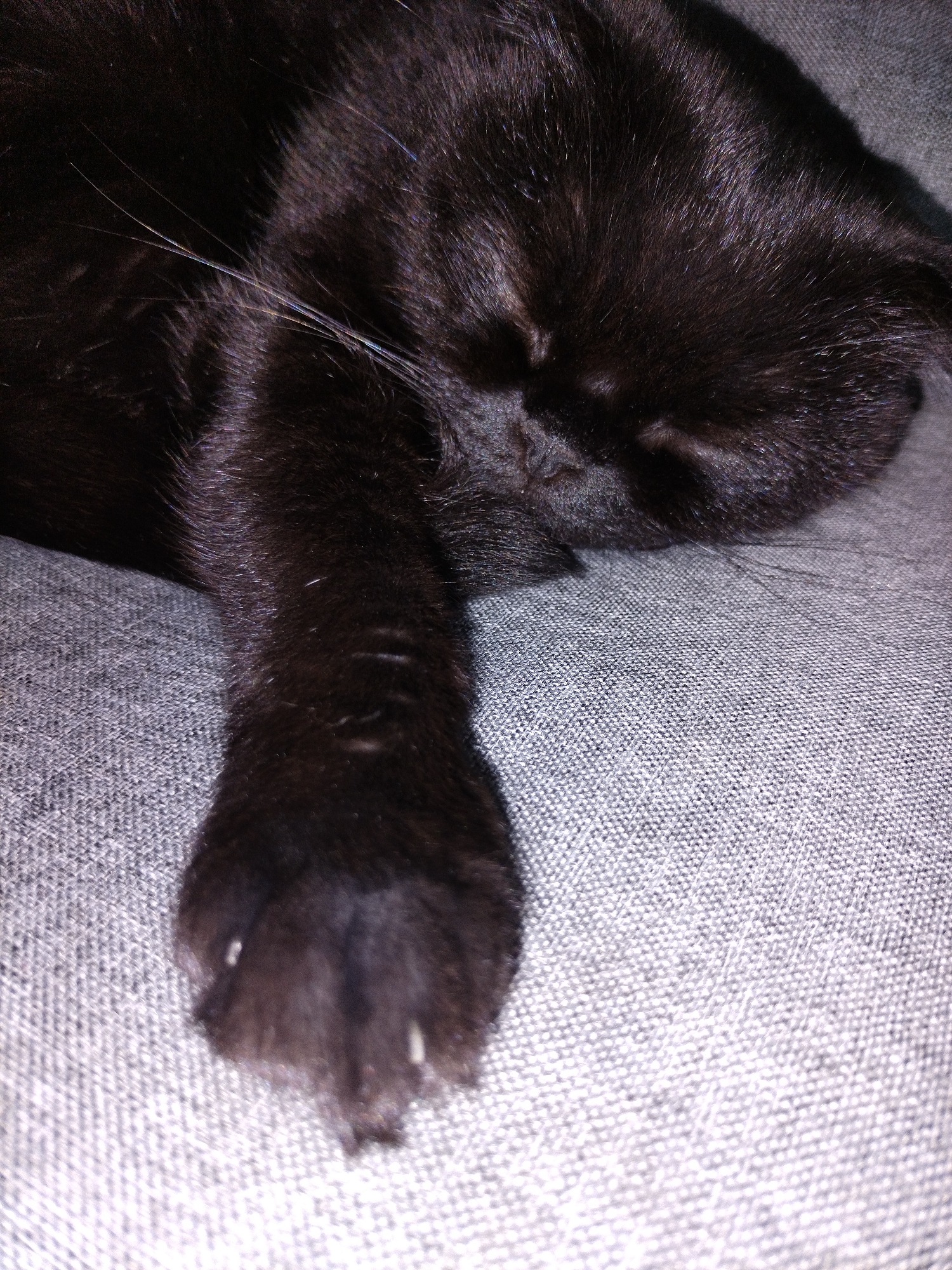 The image is a close-up, indoor, eye-level shot of a black cat sleeping on a grey, textured surface, possibly a sofa or blanket. The cat's head is to the right of the frame, and its front paw is extended towards the left. The fur of the cat is dark and appears to be slightly glossy under the lighting. The grey surface has a visible woven pattern. The background is out of focus, emphasizing the cat. The scene is static and depicts a moment of rest for the animal. There is no indication of a specific location in a city.