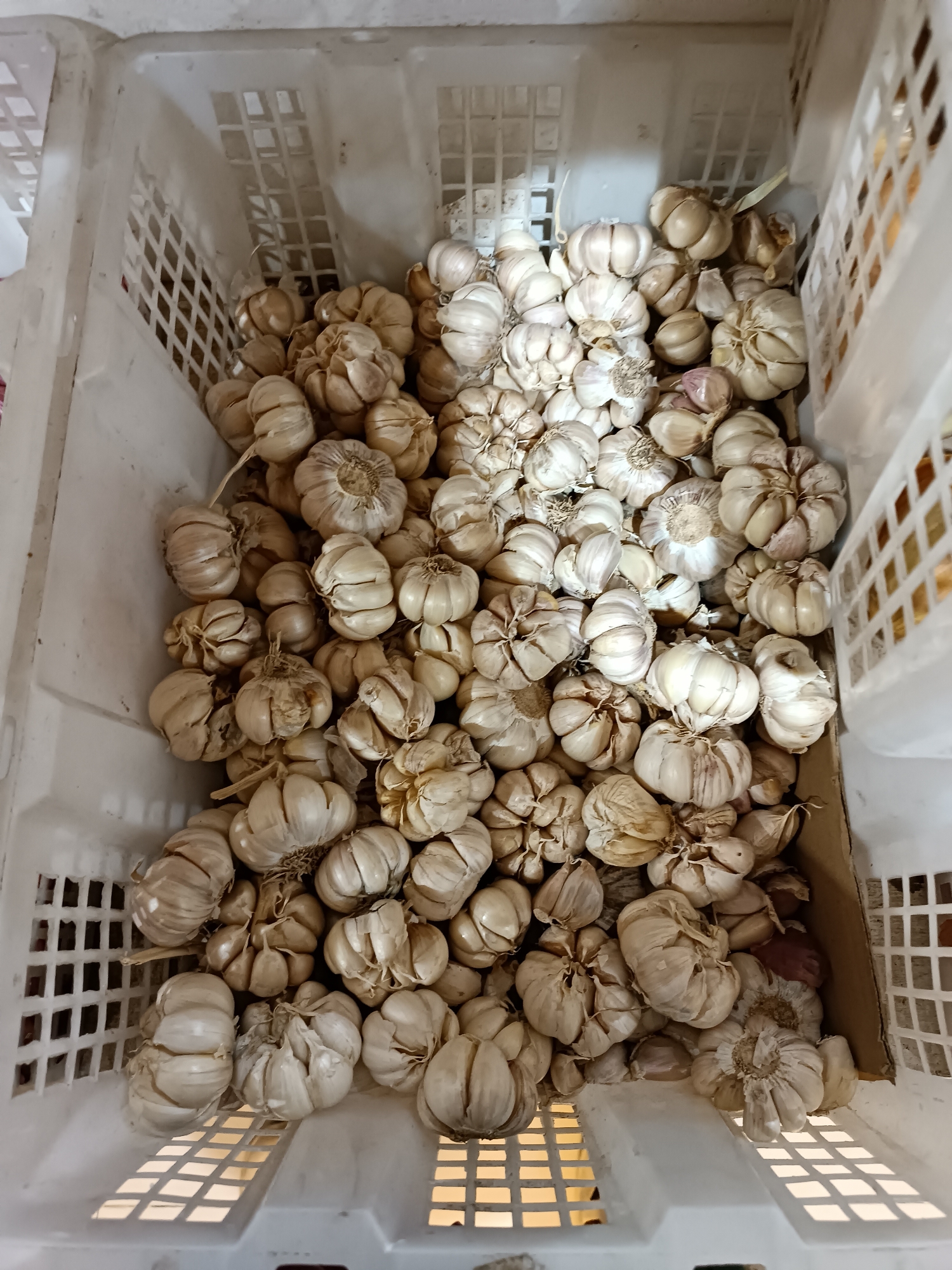 A high-angle shot shows a large quantity of dried garlic bulbs filling a white plastic crate. The garlic bulbs are mostly a light beige or off-white color, with some showing hints of pink or purple. They are tightly packed together, with their stems and roots visible. The white plastic crate is textured with a grid pattern and appears to be sitting on a surface that is partially visible at the bottom of the frame. The lighting is bright and even, casting a few soft shadows within the crate. The setting appears to be an indoor market or storage area, possibly in Jetis, Indonesia, given the presence of what could be a woven mat or basket lid in the background which is common in Indonesian markets. There are no people or animals visible in the image.