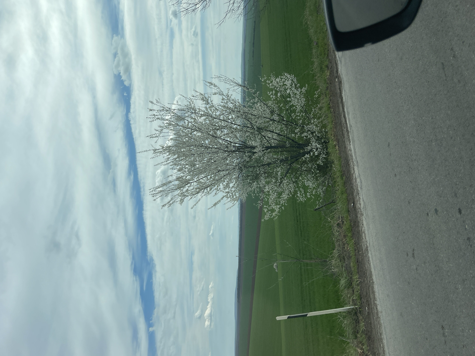 A roadside scene near Senovo, Bulgaria, features a narrow asphalt road bordered by a vibrant green field. A flowering tree with white blossoms stands along the edge of the road, partially obscuring the view of the distant field. Above, a cloudy sky with patches of blue is visible. The side mirror of a vehicle is partially visible in the upper right corner, suggesting the photo was taken from inside a car. The overall impression is of a rural landscape during springtime. A guardrail marker is present along the roadside.