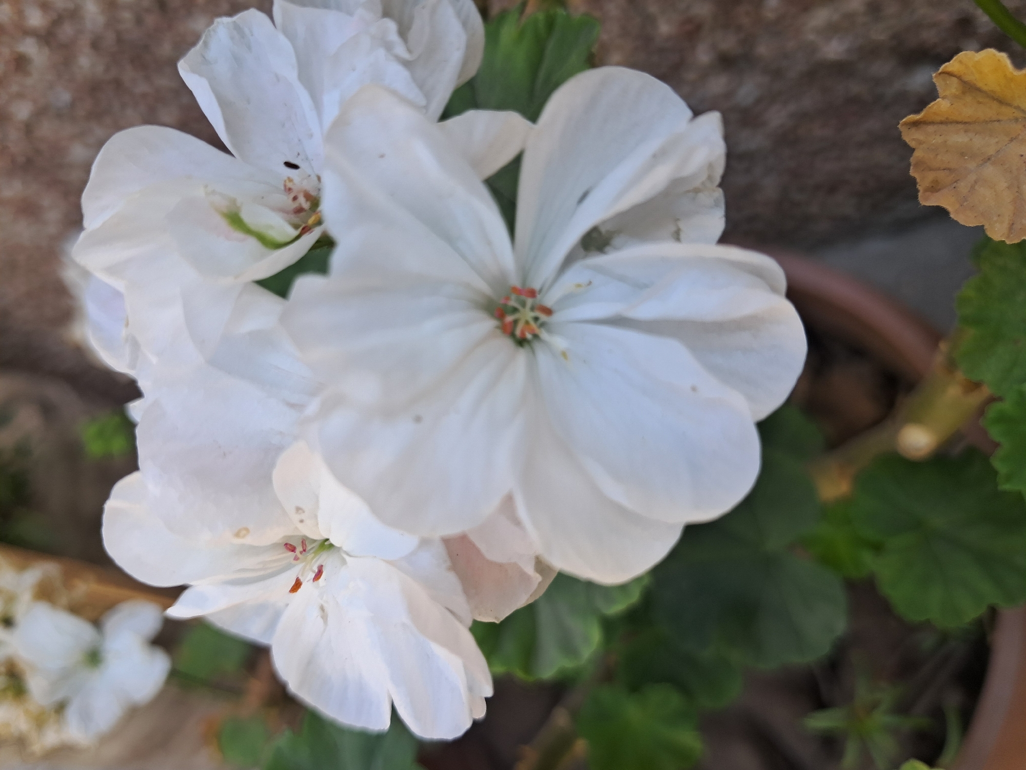 A close-up, high-angle shot captures a cluster of white geranium flowers in a terracotta pot. The petals are delicate and slightly ruffled, with subtle hints of green and reddish-orange at the center of one bloom. Green leaves, some with a hint of browning, surround the flowers. The background is blurred, showing a rough, brown textured surface that may be a brick wall, and a hint of another white flower in soft focus. The scene appears to be outdoors, possibly in a garden or on a patio, in Jany-Alysh, Kyrgyzstan. There are no people or animals present.