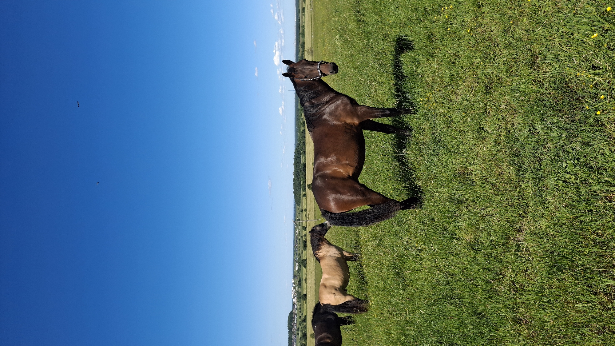 The image displays a pastoral scene featuring three horses in a lush green field under a clear blue sky. The primary subject is a large, dark brown horse standing prominently in the foreground, facing to the right. Behind it, a smaller, tan horse is visible, and partially obscured by the tan horse, the head of a third, dark-colored horse can be seen.
The horses are standing on a grassy field dotted with small yellow wildflowers. The background reveals a distant treeline and a hazy horizon, suggesting a rural or countryside location. The sky is a vibrant, cloudless blue, indicating fair weather and likely daytime. The orientation of the image suggests it may have been taken with a phone camera held vertically. The overall impression is one of tranquility and natural beauty, with the horses appearing relaxed in their environment. There is no visible text in the image.