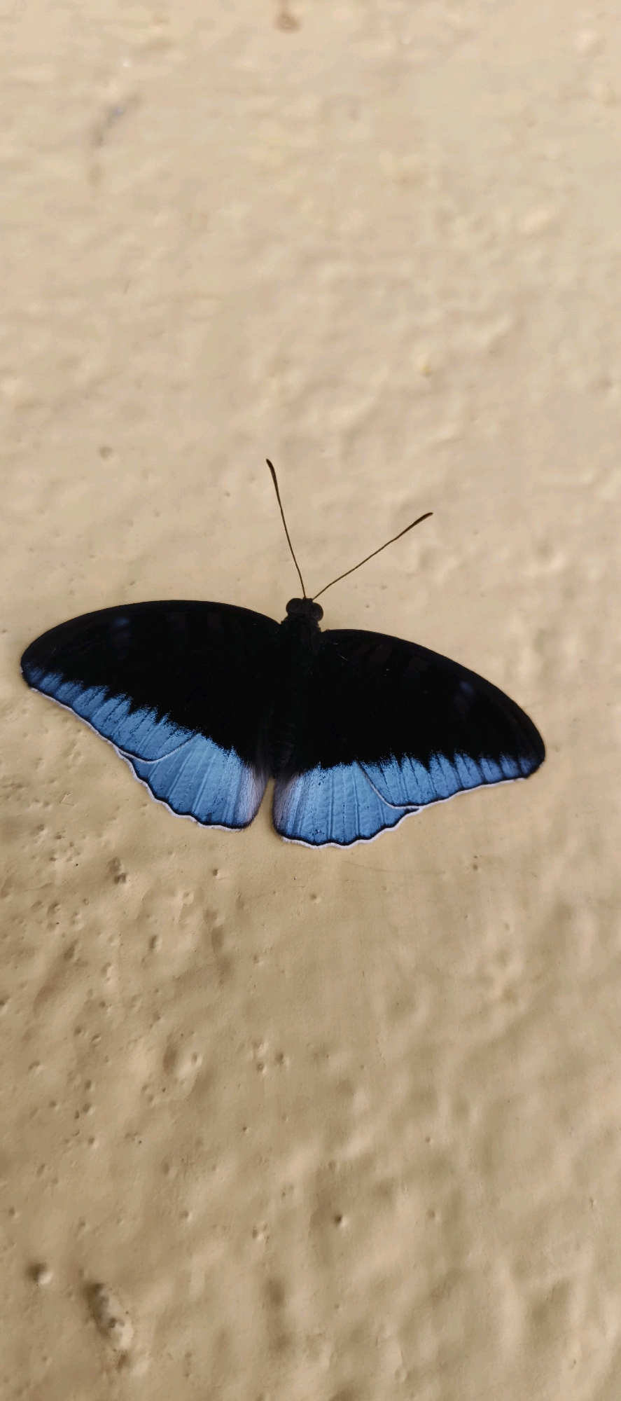 A dark blue and black butterfly with bright blue markings on its wings is resting on a textured, beige surface. The butterfly is positioned in the center of the frame, with its wings spread wide. The beige surface appears to be a wall or a similar textured material, with small indentations and raised areas. The lighting suggests an outdoor setting, possibly during the day. No specific location in Muaro Jambi, Indonesia can be identified from the image alone.