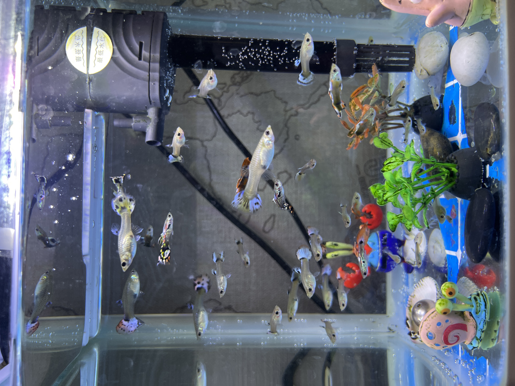 The image shows a close-up view of an aquarium filled with numerous small, colorful fish, likely guppies. The fish exhibit a variety of patterns and colors, including silver, black, yellow, and iridescent hues. They are actively swimming within the tank. The aquarium contains several decorative elements, such as artificial plants, rocks, and figurines, including a Spongebob Squarepants character (Patrick Star) and a snail figurine. A black filter unit is visible at the top right of the aquarium, with bubbles rising from it. The water appears clear and is illuminated by artificial light, creating reflections and highlights on the glass and fish. The background of the aquarium is a mottled gray, possibly a textured backing. The image does not provide any information that would allow for the determination of its location in the city of Ulyanovsk, Russia.