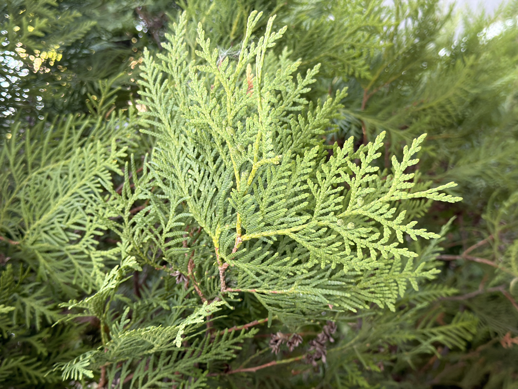 The image shows a close-up of a coniferous tree branch, possibly a type of cedar or juniper, with scale-like green leaves. There is a small cobweb in one of the branches. The background is blurred, showing more foliage. No people, objects or specific actions are visible. The image appears to be a general outdoor shot. The location of the image is not apparent from the details provided.