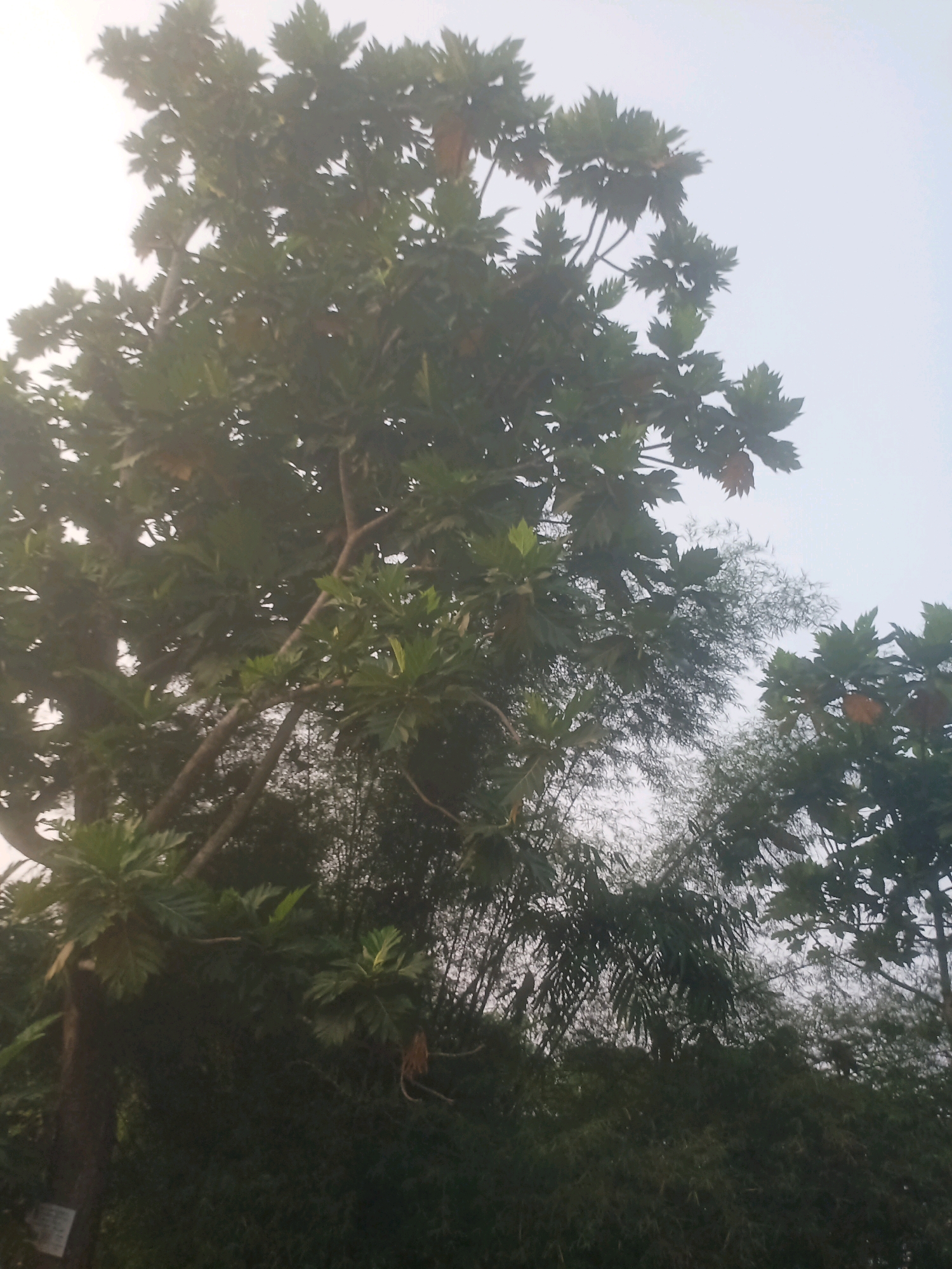 In Ciseeng, Indonesia, the image captures a view looking upwards towards a dense canopy of trees against a hazy sky. The foreground is dominated by the large, dark trunk of a tree, with branches laden with broad, green leaves extending upwards and towards the right. Some of these leaves have a slightly serrated edge, and a few large, oval-shaped fruits are visible among them.
Behind the main tree, a thicket of slender, bamboo-like plants with fine, feathery leaves creates a textured backdrop. The light is diffused, suggesting either early morning or late afternoon, or perhaps a generally overcast condition. The overall impression is one of lush, tropical vegetation.
