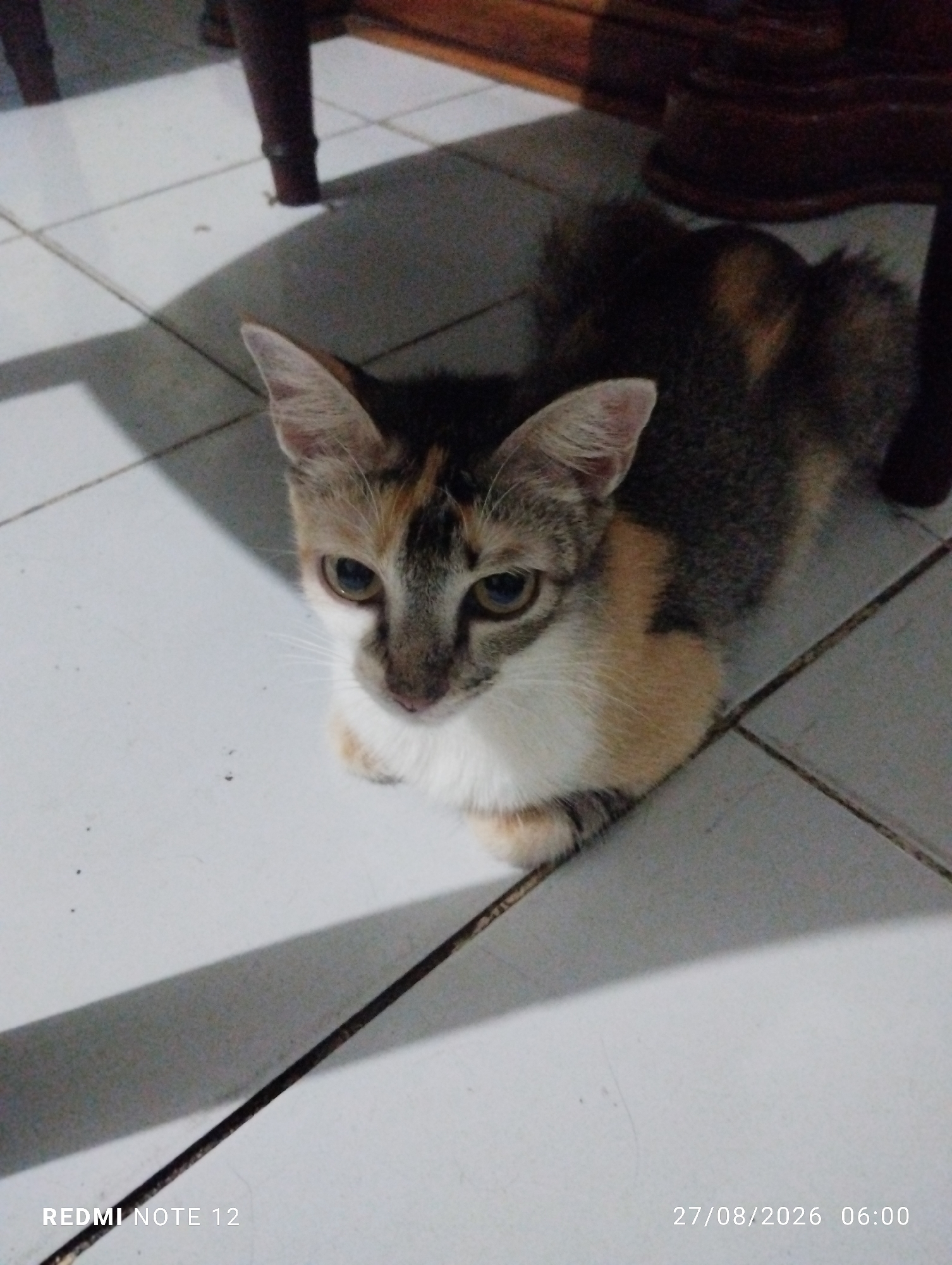 A calico cat with white, brown, and black markings is lying on a white tiled floor. The cat is facing towards the viewer with its head tilted slightly. Its eyes are open and it appears to be looking directly at the camera. The cat's paws are tucked underneath its body. Shadows from furniture are visible on the floor. The bottom right corner of the image shows the text "27/08/2026 06:00" and the bottom left corner shows "REDMI NOTE 12", indicating the date and time the photo was taken, and the device used. The scene appears to be indoors, likely a home. There is no specific indication of the location being in the city of Bekasi, Indonesia.
