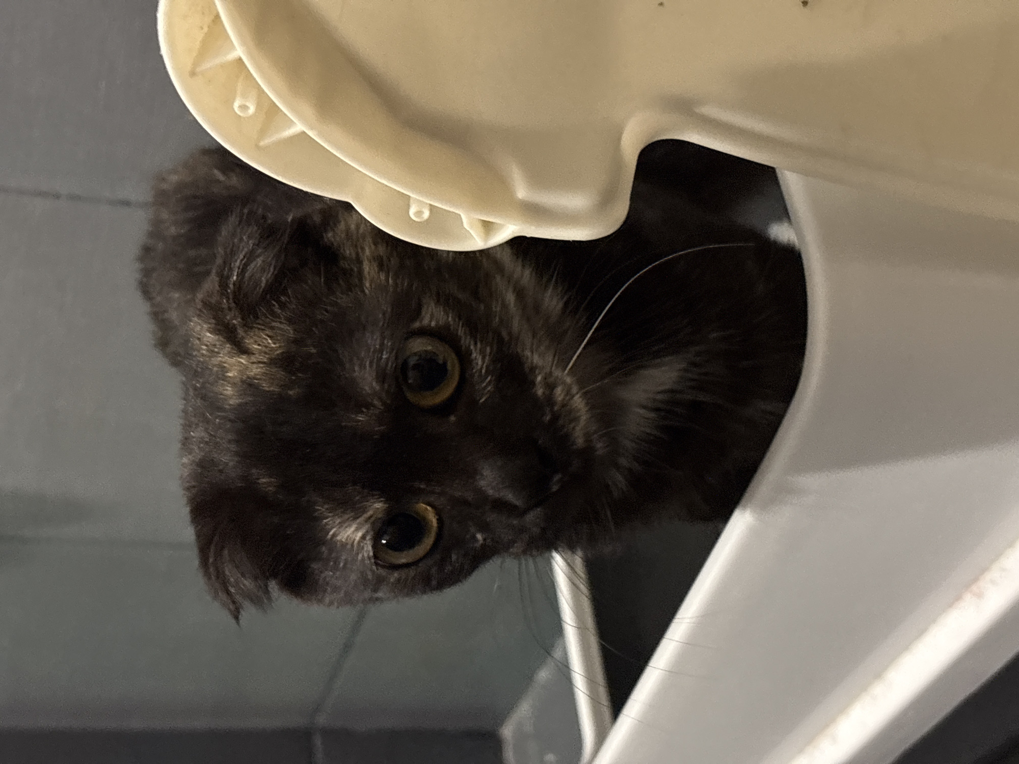 A close-up, upside-down, medium shot captures a tortoiseshell cat peering out from a white plastic structure. The cat's dark fur is mottled with patches of brown and orange, and its large, round eyes, with dark pupils and lighter amber irises, are wide open, looking directly at the camera. The cat's face is partially obscured by the curving white plastic, which appears to be part of a litter box or a similar pet accessory. The background is dark and indistinct, suggesting an indoor setting, possibly a home or shelter. The lighting is dim, highlighting the cat's face and the texture of its fur. The image appears to have been taken at night or in a low-light environment. No text is visible in the image. The overall emotion conveyed by the cat's expression is one of curiosity and perhaps a bit of apprehension, as it observes its surroundings from its perch. The scene is set in Mikhaylovsk, Russia.