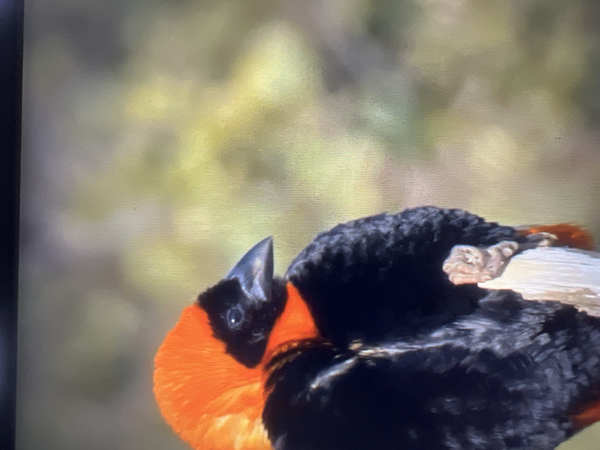 This is a close-up photograph of a Red Bishop bird, identified by its vibrant orange head and chest contrasting with its black body. The bird is perched on a piece of weathered wood, which is visible in the lower part of the frame. The background is a softly blurred mix of greens and yellows, suggesting foliage in natural light. The bird's gaze is directed to the right, and its feathers appear slightly ruffled, giving it a soft, textured appearance. The photograph is taken at a shallow depth of field, keeping the bird in sharp focus while rendering the background out of focus. There is no indication of the city of Casablanca, Morocco, or any human presence in this image.
