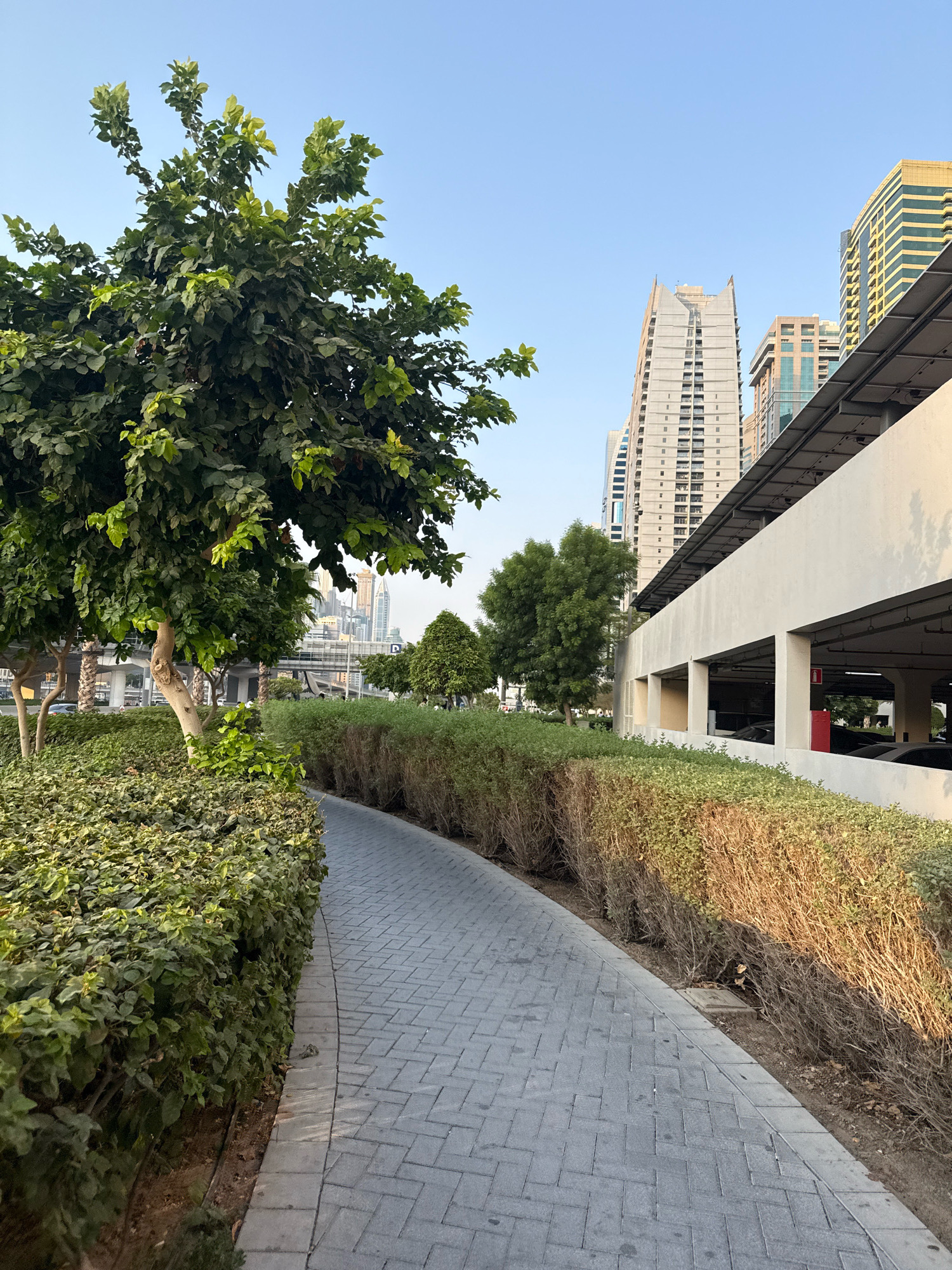 This is a daytime, eye-level, exterior shot of a paved pathway curving to the right through a landscaped area in Dubai, United Arab Emirates. The pathway is made of grey interlocking rectangular pavers. It is bordered on the left by dense, green bushes and on the right by a line of dry, light-brown bushes. In the foreground, to the left, is a large tree with a thick trunk and abundant green leaves. Behind the bushes, a modern, multi-story parking garage with an open-air top level is visible. The garage has a white facade and concrete pillars. Beyond the garage, several tall, modern skyscrapers with glass and concrete exteriors dominate the skyline. The sky is clear and a pale blue. There are no people or animals visible in the frame.