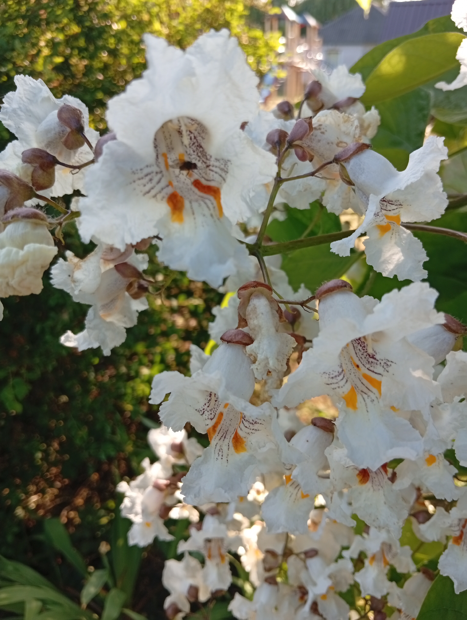 A close-up, eye-level shot captures a cluster of white Catalpa flowers in bloom. The flowers have delicate, ruffled petals with yellow and maroon markings inside their throats. Some flowers are in full bloom, while others are still buds. A small fly is visible on one of the open flowers. The background is softly blurred, with hints of green foliage, sunlight dappled trees, and distant buildings with roofs. The lighting suggests it is daytime, possibly late afternoon due to the warm tones of the sunlight. The image is taken outdoors, in what appears to be a garden or park setting.
