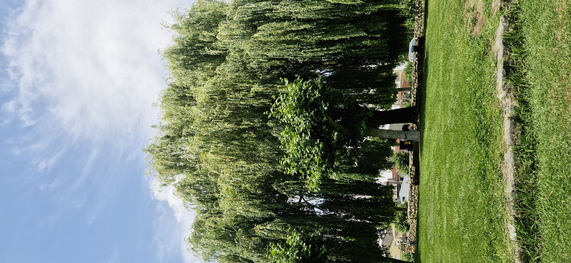 This image depicts a lush green park on a sunny day. The foreground is dominated by a large, mature weeping willow tree with its characteristic cascading branches. To the right of the tree, a meticulously mown lawn stretches into the distance, bordered by a low stone wall. Beyond the wall, houses with red-tiled roofs are visible, suggesting a suburban or village setting. A silver car is parked near the wall, partially obscured by the trees. The sky is a vibrant blue, dotted with wispy white clouds, indicative of fair weather. The sunlight casts distinct shadows, implying it's midday. There are no people visible in the frame, and no text is present. The scene conveys a sense of tranquility and natural beauty.