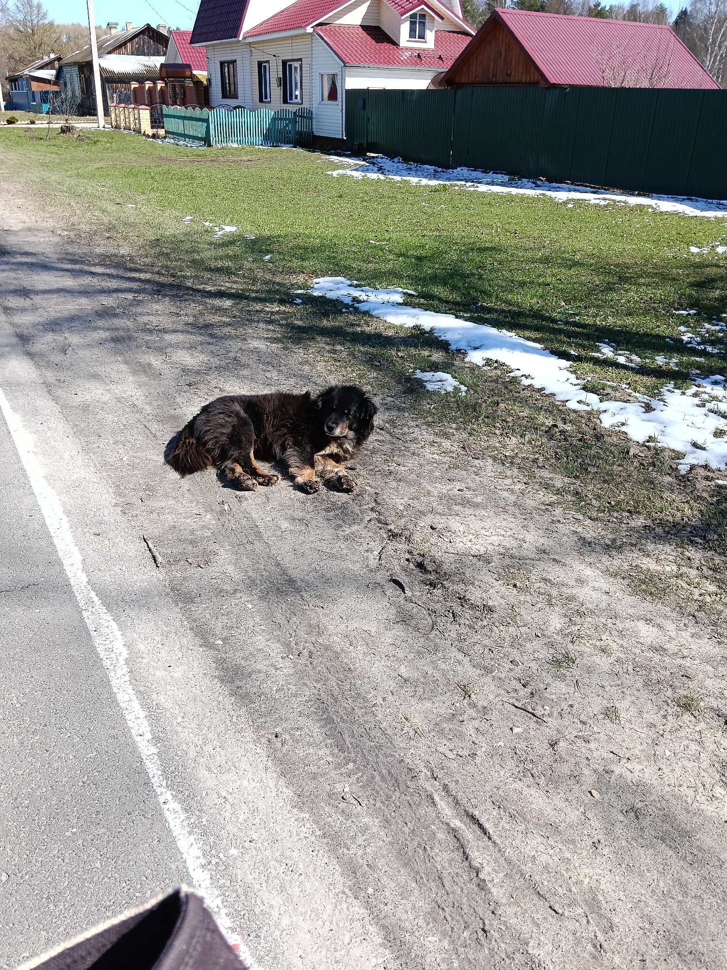 This image captures a bright, sunny day in what appears to be a rural or semi-rural setting in Красный Маяк, Russia, likely in late winter or early spring.
The main subject is a shaggy, medium-sized dog with black and brown fur, lying relaxed on a dirt path in the foreground. Its paws are visible, and it appears to be resting peacefully. To the immediate left of the dog, an asphalt road with a faded white dividing line is visible. At the very bottom left corner, a dark, blurry object, possibly part of footwear or a bag, is partially in view, suggesting the photo was taken from a low angle. The dirt path shows tire tracks and scattered small stones and dried vegetation.
Beyond the dirt path, a strip of vibrant green grass stretches across the midground, dotted with melting patches of snow, indicating the transition from winter to spring.
In the background, a collection of houses and fences line the street. On the left, older, rustic wooden houses with weathered facades and various roofs are visible. A utility pole stands near one of these houses. On the right, a well-maintained white house with a prominent red gable roof and white window frames stands behind a bright green picket fence. Further back on the right, another building with a matching red roof is partially obscured by a tall, dark green corrugated metal fence. Bare trees and some with early buds can be seen beyond the structures and fences, under a clear, bright sky.
The scene is illuminated by strong sunlight, casting distinct shadows across the ground. There is no visible text or specific human activity, and the dog seems calm. The presence of snow patches alongside new green grass highlights the seasonal context.