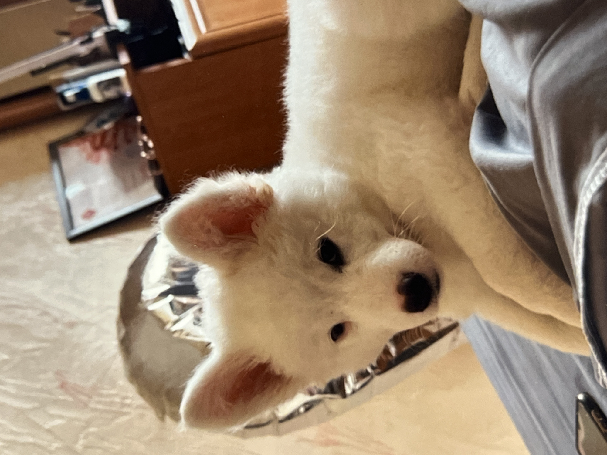 A young, white dog with pointed ears and a dark nose is lying on a grey surface, likely a bed. The dog is looking directly at the camera with its head tilted slightly. Behind the dog, a large, silver, heart-shaped balloon is partially visible. In the background, a wooden dresser with framed pictures and bottles on top can be seen, suggesting an indoor setting. The lighting is warm and appears to be artificial. The image is a close-up shot, with the dog occupying most of the frame.