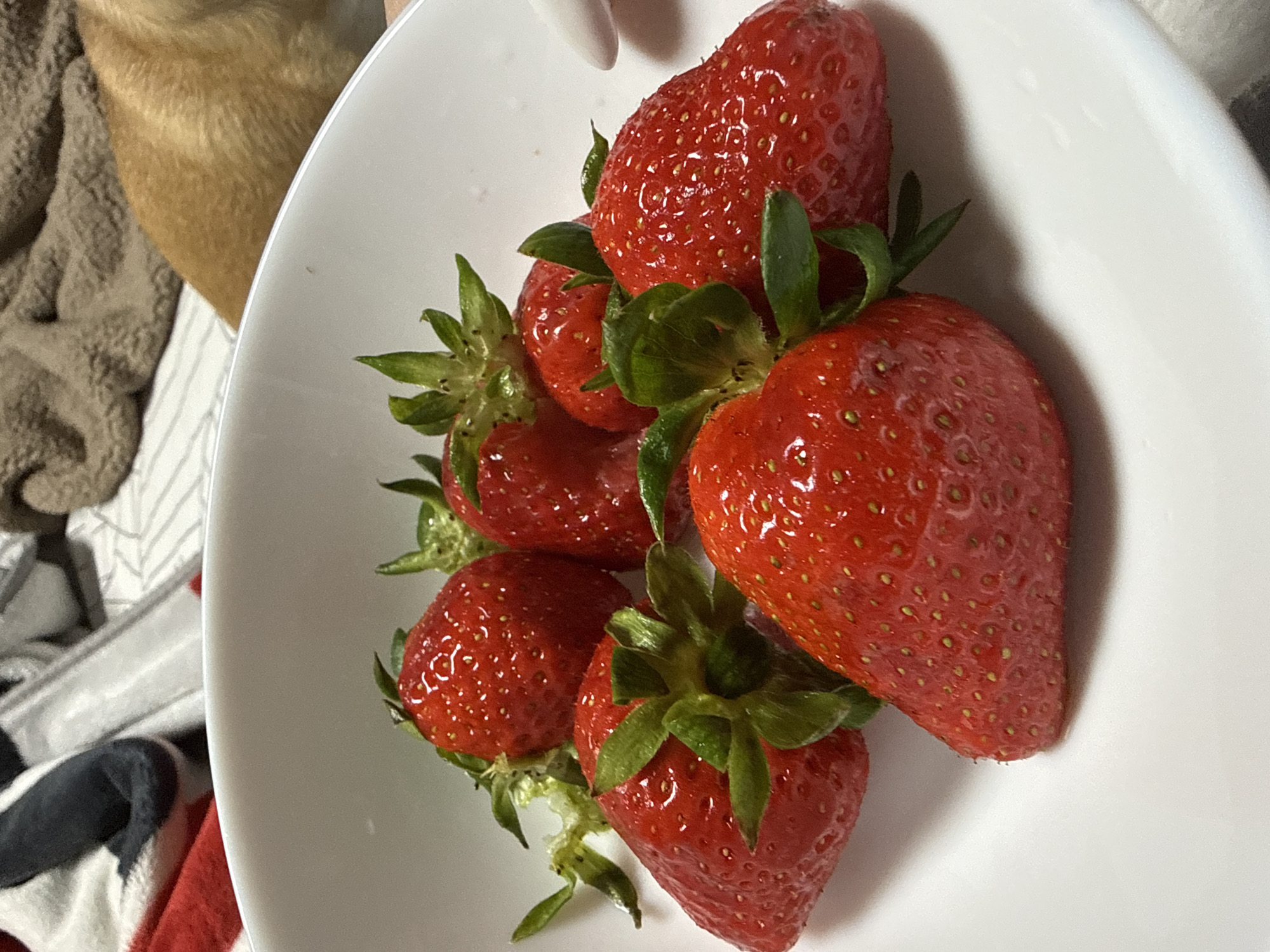 The image shows a white bowl filled with six red strawberries. The strawberries have green leafy stems and are clustered together. The bowl is sitting on a surface with a patterned fabric. Part of a brown object, potentially an animal or object covered in brown fur, is visible in the background. The location, Ralevo, Bulgaria, cannot be verified from the image. There are no people visible.