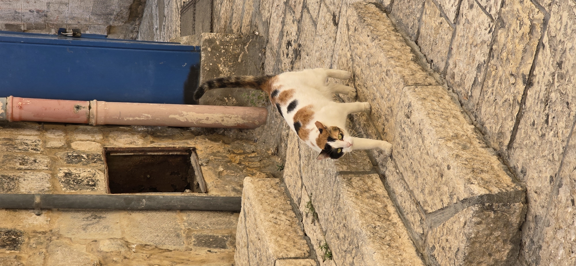 A calico cat with white, black, and ginger markings walks on a stone staircase in an alleyway. The cat is facing the viewer and its eyes are open. Behind the cat, a textured stone wall is visible, with a rusted metal grate and two pipes attached. To the right of the wall, a bright blue door is visible with a padlock on it. The scene appears to be in an old city, possibly Jerusalem, Israel, given the architectural style and the presence of ancient-looking stonework. The lighting suggests it is daytime, with sunlight casting shadows.