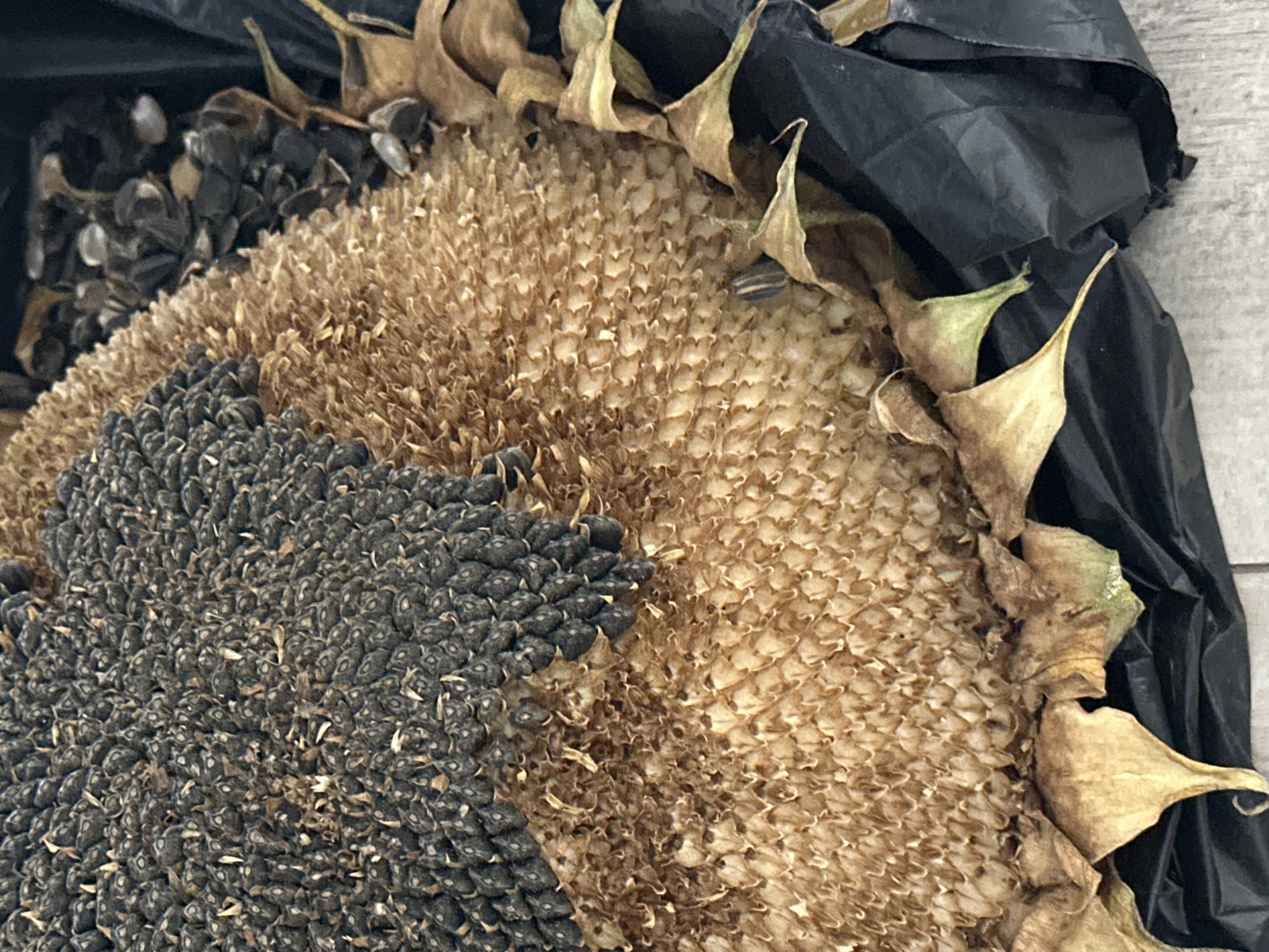 A close-up, overhead shot shows a dried sunflower head, laden with seeds, resting on a black plastic surface. The sunflower head is composed of two distinct areas: a dense cluster of dark, elongated seeds on the left, and a lighter, more textured area of what appear to be underdeveloped seeds or the remnants of petals on the right. Dried, withered leaves are interspersed around the edges of the sunflower. The black plastic surface appears to be a bag or tarp, crumpled and folded. The scene is devoid of people and any discernible urban or natural environment beyond the immediate objects. Given the limited context, it is not possible to determine its location in Nevinnomyssk, Russia.