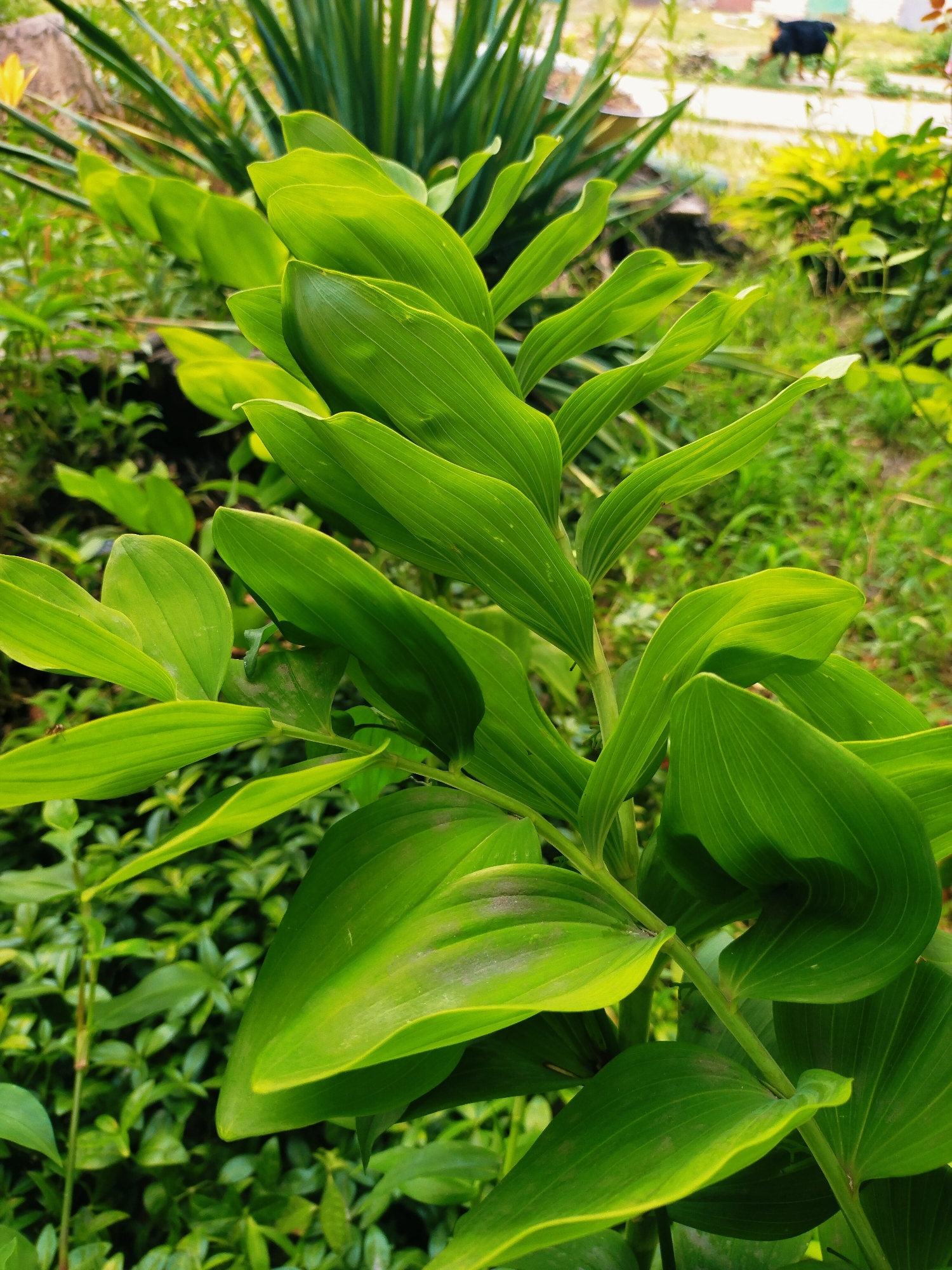 A close-up, eye-level shot focuses on the broad, veined, vibrant green leaves of a plant, positioned slightly off-center to the right. The leaves are layered and arching, some displaying a subtle sheen. Behind this prominent plant, the background is a blur of other greenery, suggesting a garden or natural setting. In the upper right quadrant, a distant, out-of-focus black dog walks on a path. The overall impression is a bright, natural outdoor scene, potentially in a suburban or rural area outside of a city. The location is identified as Horishni Plavni, Ukraine, though no specific landmarks within the city are visible.