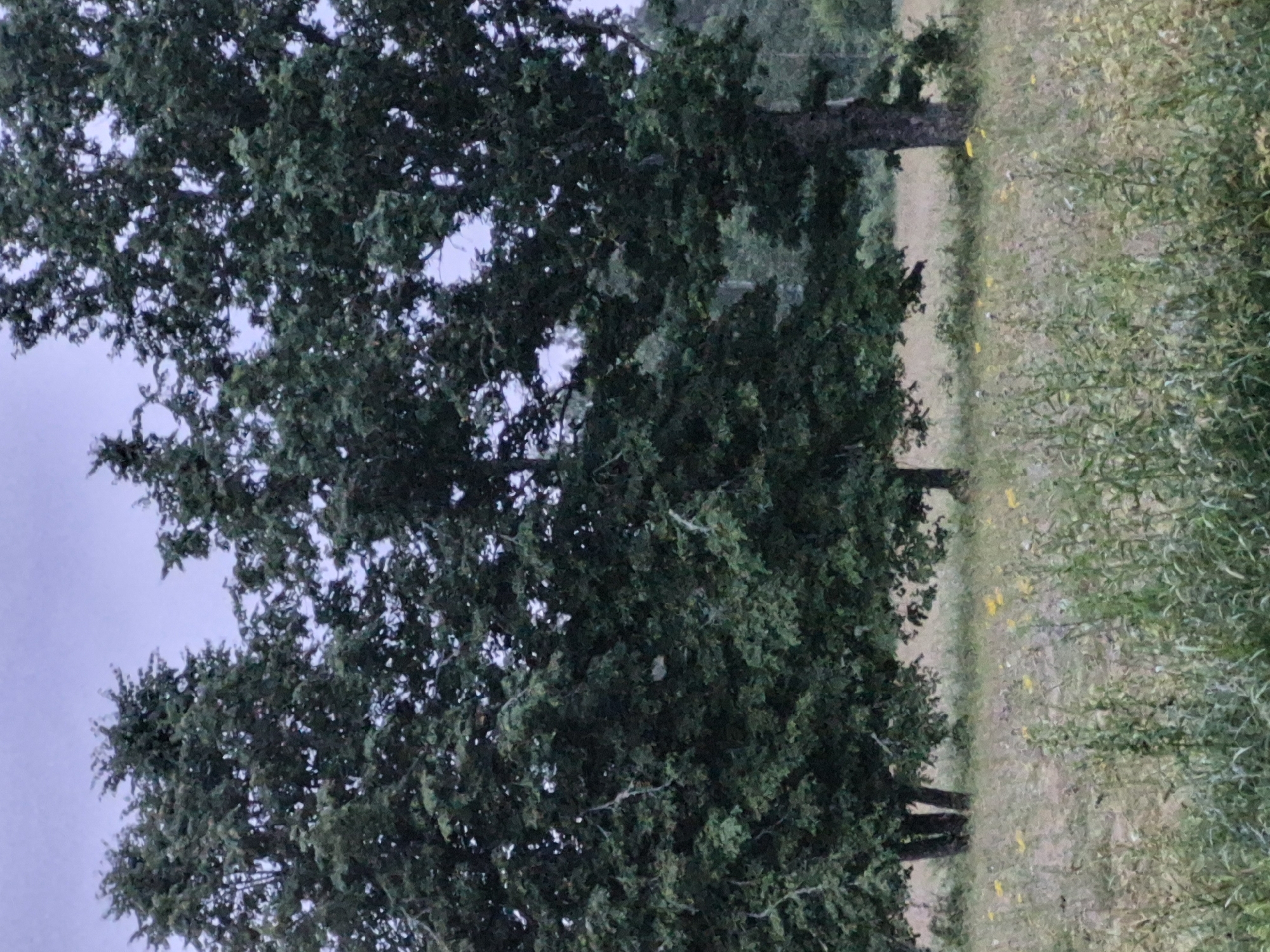 The image depicts a cluster of mature deciduous trees with dense, dark green foliage. The trees are positioned in the foreground, with their trunks and lower branches visible. The ground beneath the trees is covered in dry, yellowish-brown grass and various green weeds and taller, thin plants. Scattered throughout the grassy area are small yellow wildflowers. The sky above is overcast and a pale, muted blue-gray. In the background, beyond the immediate trees, there are more trees and vegetation, suggesting a natural or park-like setting. The overall impression is of a slightly subdued, natural landscape. The scene is located in the city of Sooblase, Estonia.