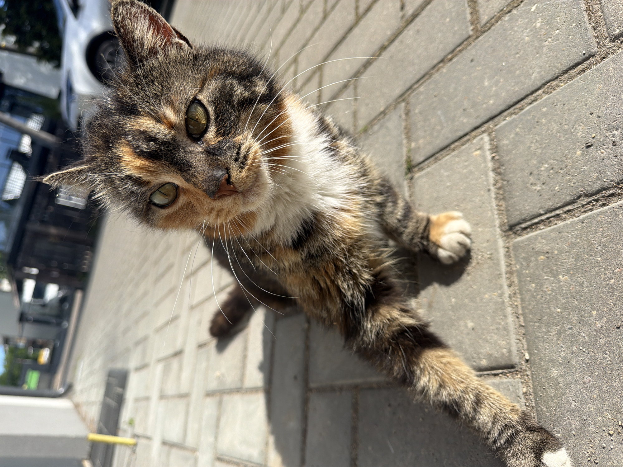 The image shows a close-up, high-angle view of a tortoiseshell cat standing on a paved surface. The cat has green eyes and long white whiskers. Its fur is a mix of black, brown, and white. A vehicle is visible in the background on the left side of the image. The paving stones suggest an urban environment, possibly a sidewalk. The location is Riga, Latvia.