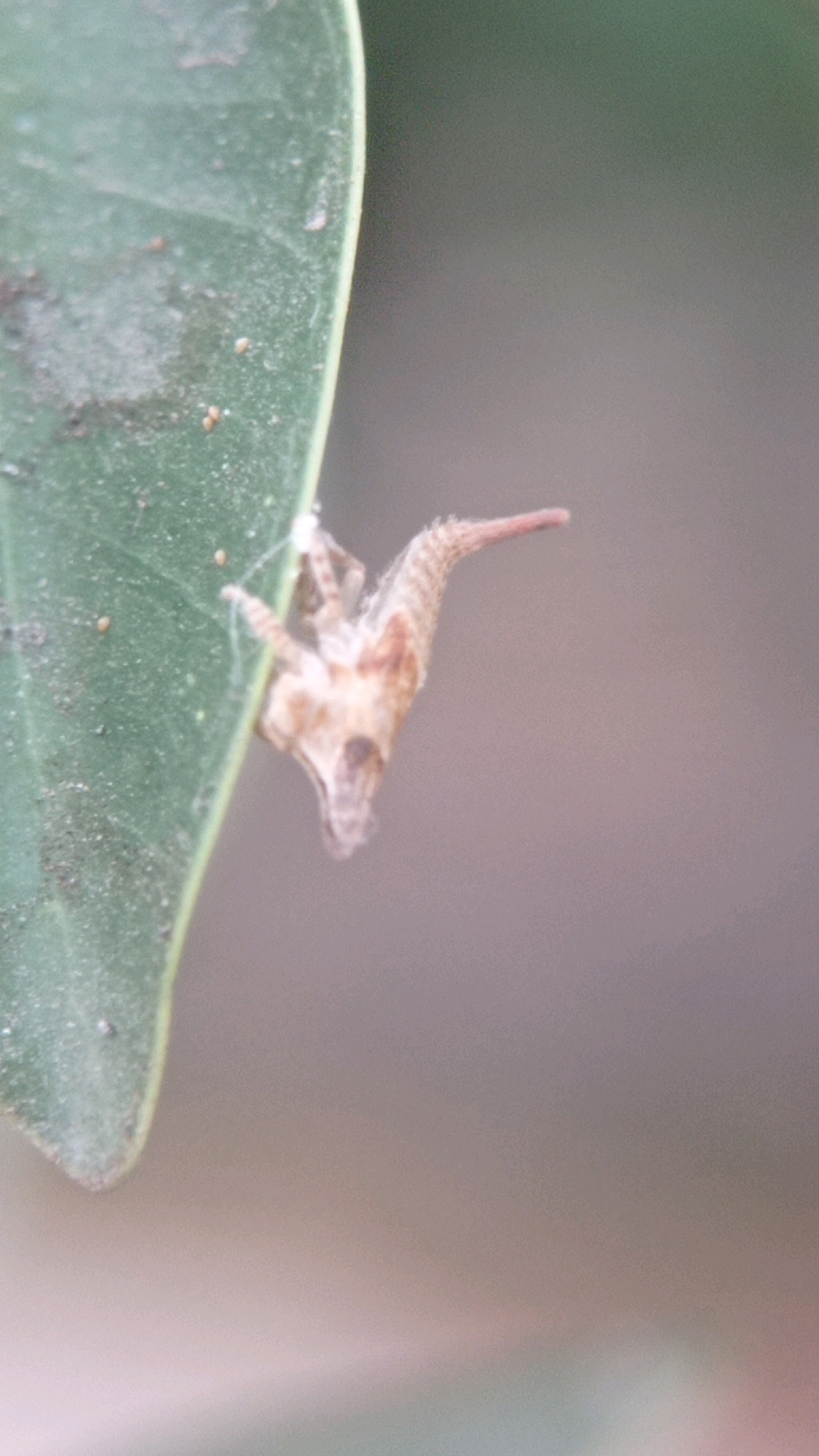 A close-up, vertical shot shows a pale brown insect with intricate, segmented markings clinging to the underside of a green leaf. The insect is positioned in the lower right quadrant of the frame, with its head facing upwards and towards the right. Its body is elongated and appears to have multiple legs gripping the leaf. The leaf itself fills the left half of the image, showing a rough texture and some dust or debris on its surface. The background is a soft blur of muted greens and grays, indicating a natural outdoor setting, possibly a garden or park in Batu, Indonesia. No people or human activity are visible.