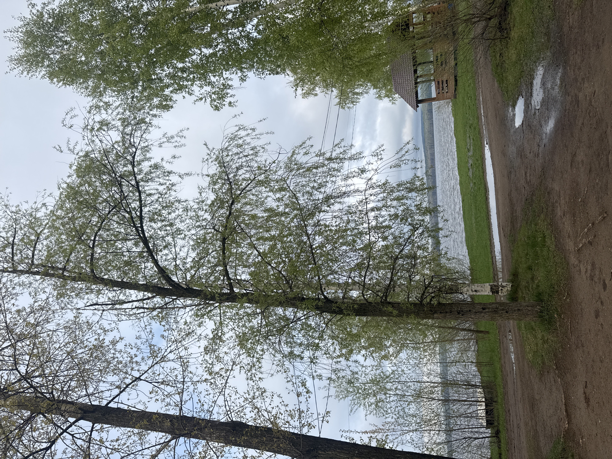 The image depicts a waterfront scene in what appears to be a park or recreational area. The location is likely in Chaikovsky, Russia, based on the presence of Russian birch trees and the architecture of a small gazebo-like structure visible along the water's edge. The foreground features a dirt path alongside a grassy area leading to the water. Puddles are present on the path, indicating recent rain or moisture. A line of trees, including birch, is positioned between the path and the water. The sky is overcast, suggesting cloudy weather. In the distance, the water extends to the horizon. There are no people visible in the frame. The composition of the image is from a low angle, looking upward through the trees towards the sky and water.