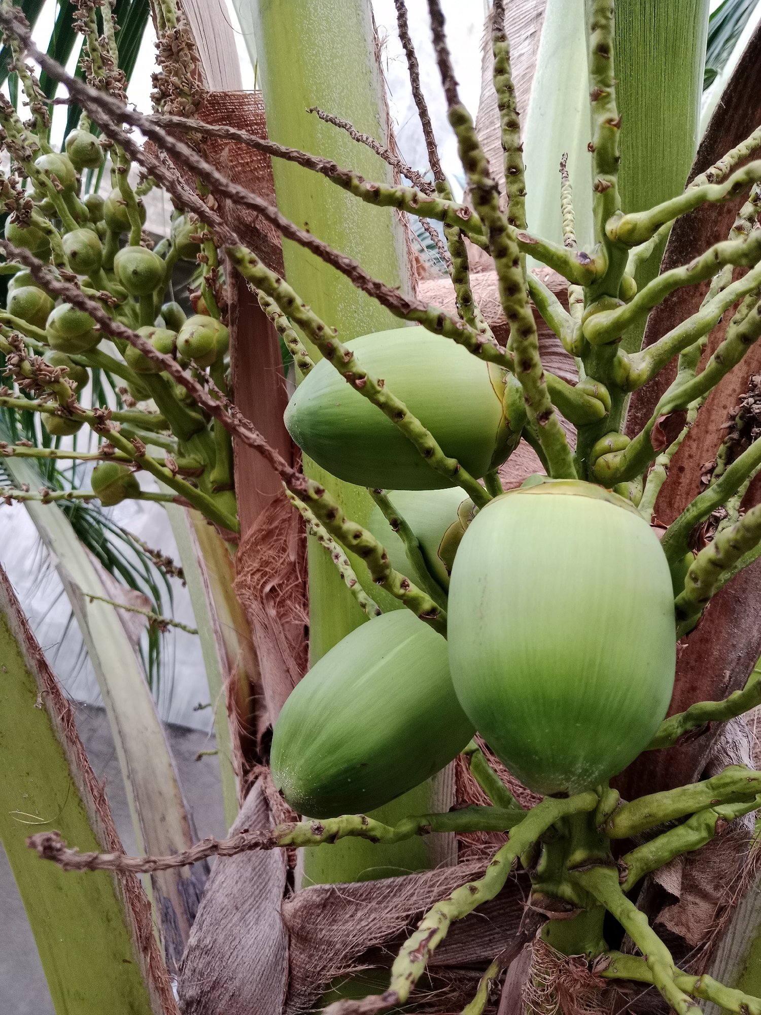 In Meunasahara, Indonesia, a close-up, eye-level shot captures a cluster of young, green coconuts growing on a palm tree. The coconuts are smooth and oval-shaped, with a vibrant green hue. They are attached to a thick, brown, fibrous stem, which is part of the larger trunk of the palm tree. The trunk is also covered in rough, brown fibers, typical of a coconut palm. In the background, out-of-focus green palm fronds and a light-colored, possibly concrete, surface suggest an outdoor, possibly urban or semi-urban, environment. The lighting is even, indicating it's likely daytime. There are no people or animals visible in the image.