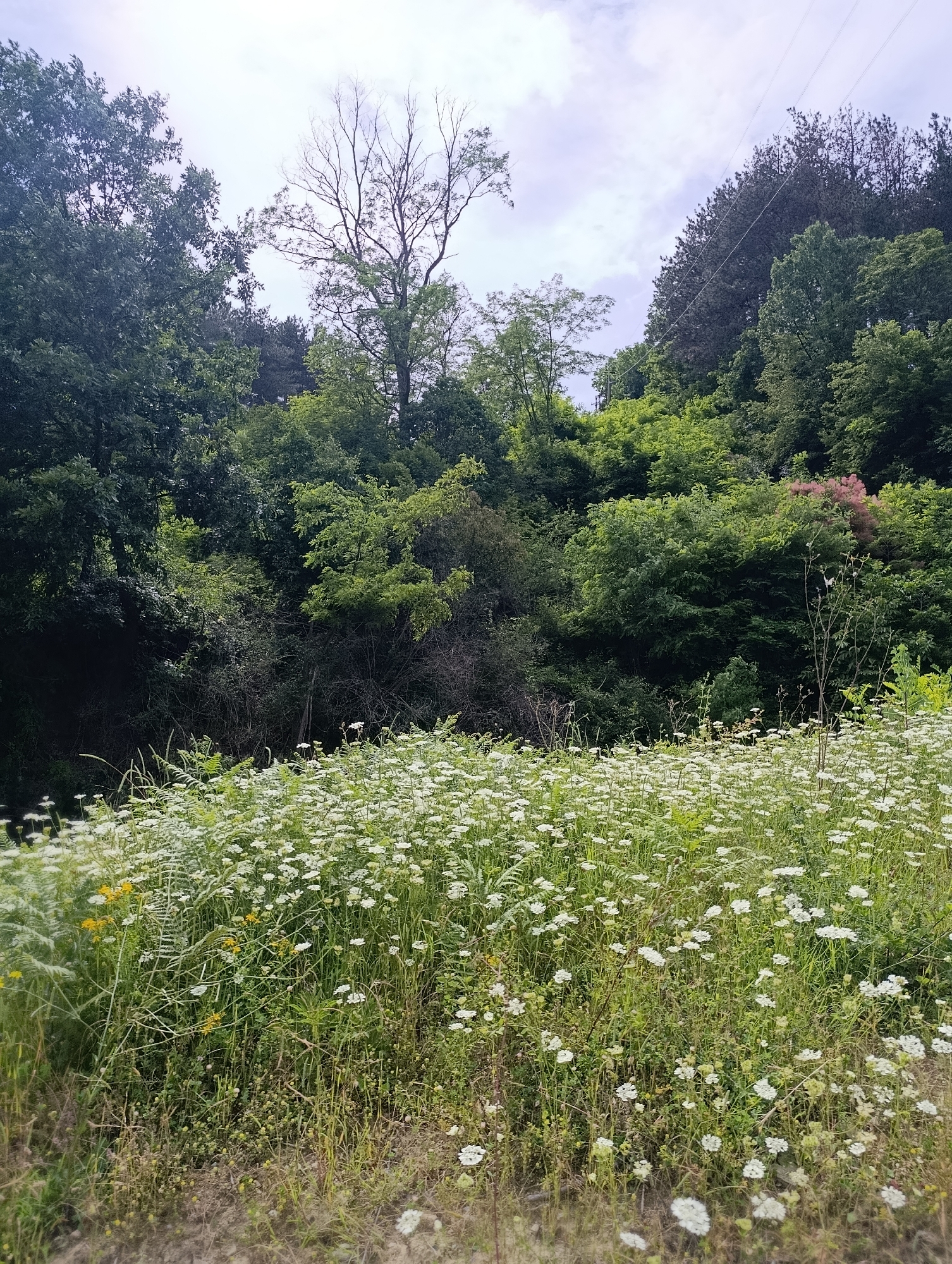 A wide shot captures a natural scene with a dense forest in the background and a field of white wildflowers in the foreground. The forest comprises various trees, some with lush green foliage and others appearing bare, with a single tall, dry tree standing out against the sky. Power lines are visible stretching across the top of the frame, disappearing into the trees on the right. The field is densely populated with small white flowers and green vegetation, with patches of dry grass and soil visible at the bottom of the image. The sky is overcast with a light haze. The image was taken in Nevestino, Bulgaria.