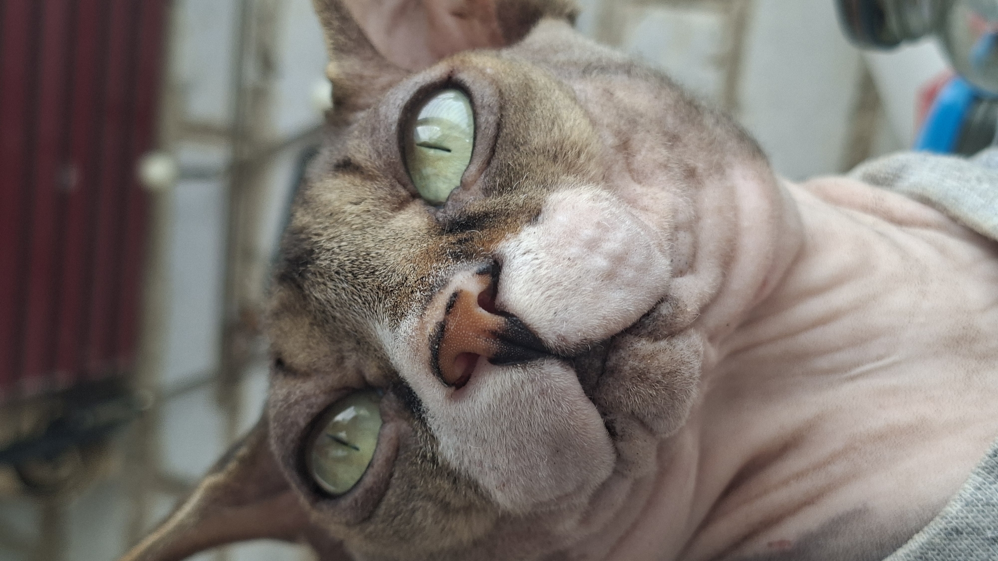 A close-up, low-angle shot captures the face of a Sphynx cat. The cat has green eyes, a pink nose, and wrinkled skin. It is wearing a grey garment around its neck and chest. The background is blurred, showing hints of red and white horizontal lines, and what appears to be a brick wall. The setting is indoors. This image was taken in the city of Myadzyel, Belarus.