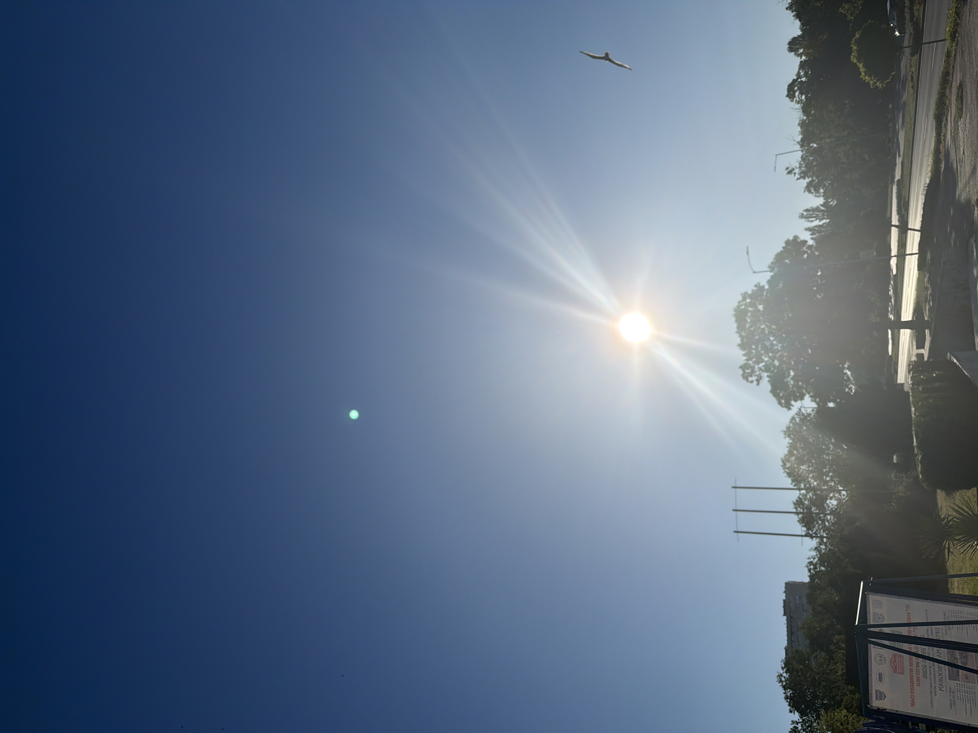 The image depicts a bright, sunny day in Varna, Bulgaria. The sun is the dominant feature, shining intensely in the middle of the frame with prominent rays. A single bird, likely a seagull due to Varna's coastal location, is captured in flight against the clear blue sky. In the foreground, a signpost with text is partially visible, suggesting an outdoor public area. Beyond the sign, a row of trees and vegetation line a street, with a building visible in the distance. The overall atmosphere is serene and bright, indicative of a pleasant day in the city.