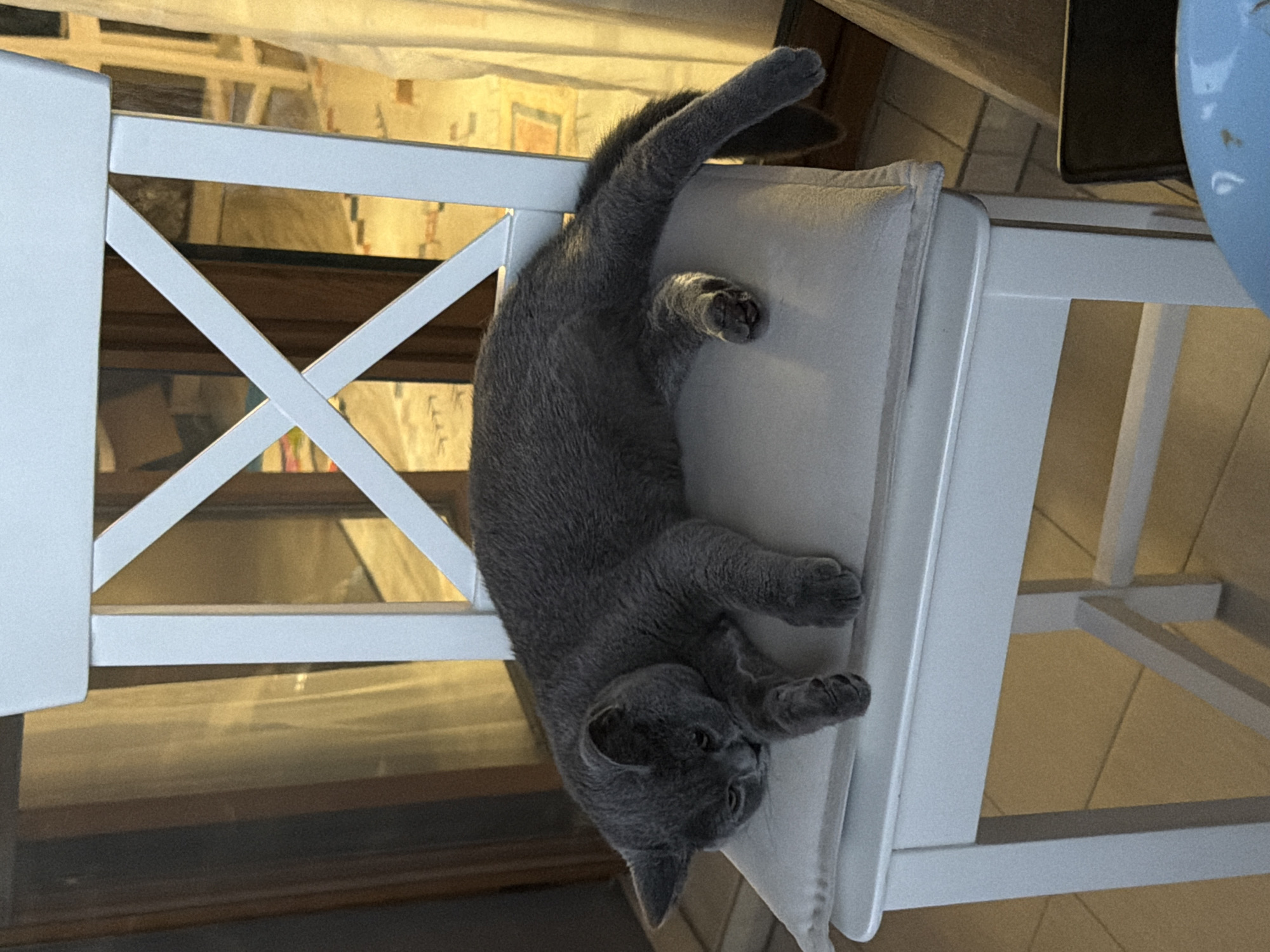 An indoor scene in Unknown, Unknown, displays a grey domestic cat, likely a British Shorthair, horizontally resting on a light-colored cushion atop a white wooden chair. The cat lies on its left side, head turned towards the left frame, with its eyes partially closed and front paws folded underneath. Its body is stretched towards the right, with its hind paws and tail extending past the chair's edge. The white chair features an X-shaped cross design on its backrest. In the blurred background, light-colored translucent curtains or window coverings are visible, illuminated by an unseen external light source, with dark wooden frames or door jambs appearing on both the left and right sides. The floor beneath the chair and in the mid-ground consists of light beige or cream-colored square tiles. A small portion of a blue plate with yellow/white markings is visible in the bottom right foreground, suggesting an adjacent surface. No human presence is observed.