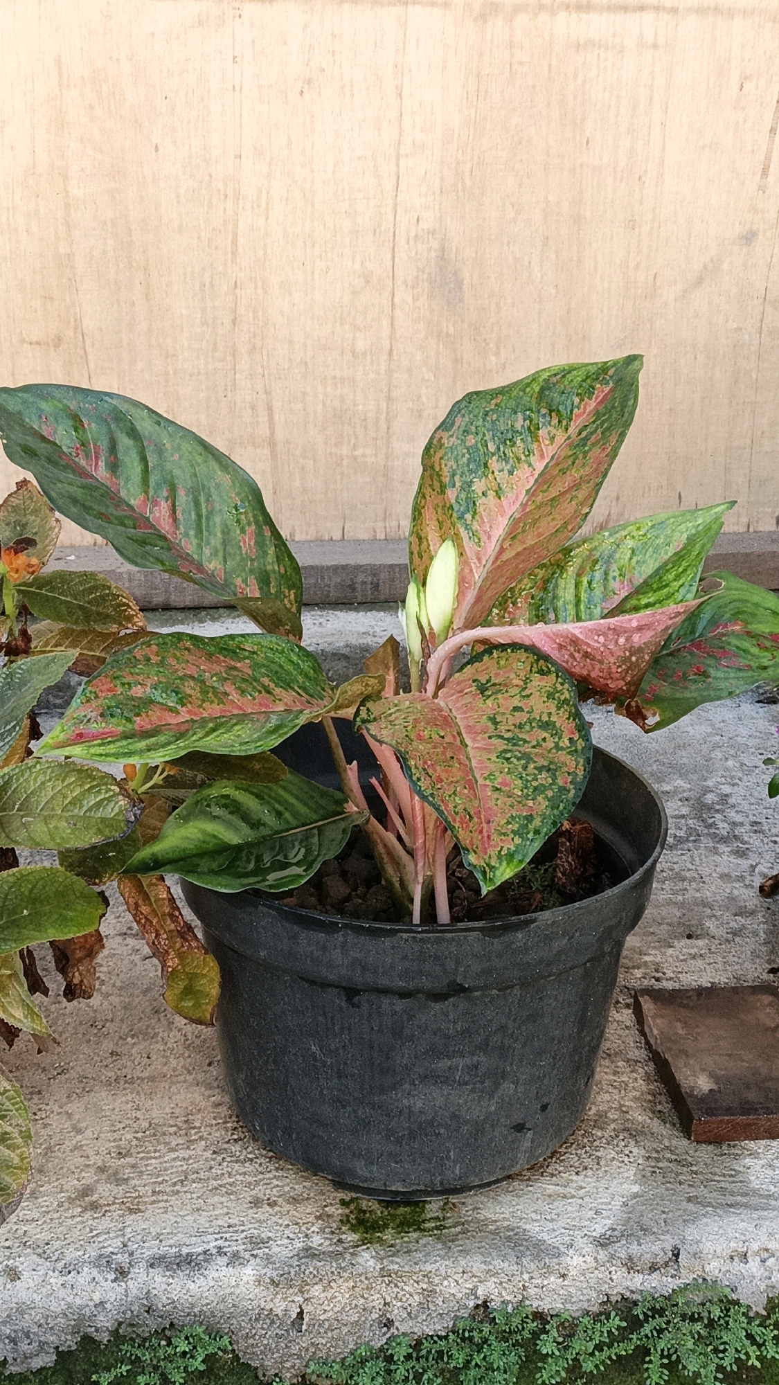 A potted Aglaonema plant with pink and green variegated leaves stands on a concrete ledge in front of a light brown wooden wall. The pot is black plastic. To the left of the Aglaonema, a smaller plant with fuzzy leaves is also visible. The scene appears to be outdoors, likely in a garden or backyard area. The overall setting suggests a domestic environment within Cikal, Indonesia, indicated by the lighting and the type of plants common in the region.
