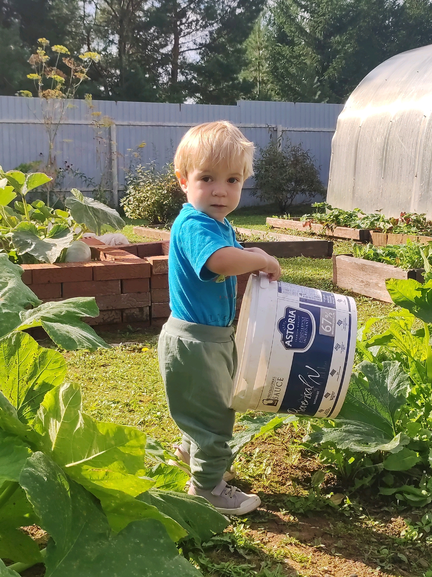 A young boy with blonde hair and blue eyes stands in a garden on a sunny day. He is wearing a blue t-shirt and green pants. He is holding a large white bucket with a blue label that reads "ASTORIA PROFESSIONAL SAUCE." The bucket appears to be filled with something. In the background, there is a greenhouse, a fence, and trees. The boy is standing in front of raised garden beds, some of which contain plants. The overall scene suggests a child helping out in a garden. The location is the city of Fokino, Russia.