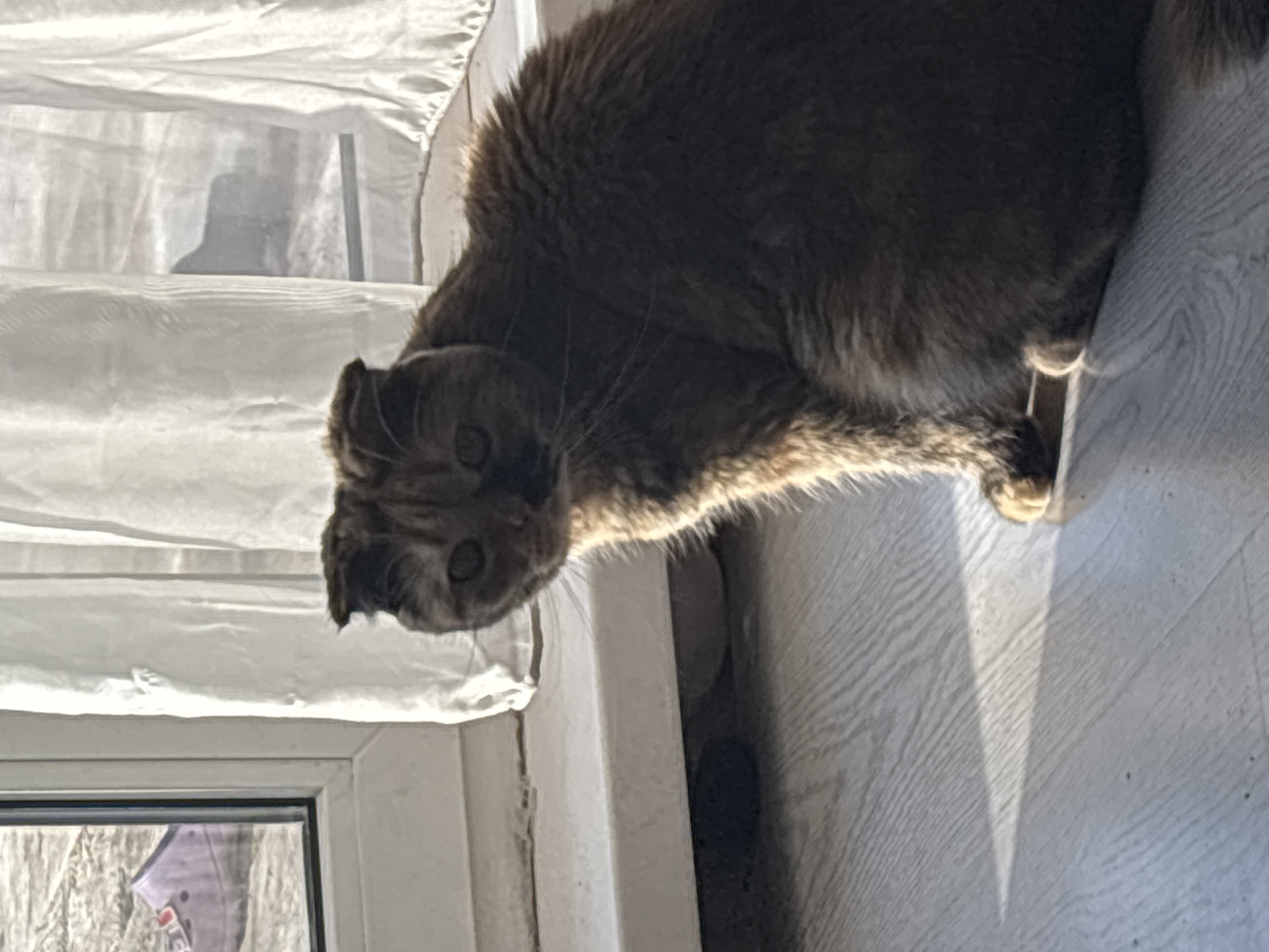 A brown Scottish Fold cat is partially visible, facing the camera, perched on a light-colored wooden floor next to a white window frame with a white curtain in the background. Outside the window, a blurred view suggests an exterior environment, potentially in Chaikovsky, Russia.