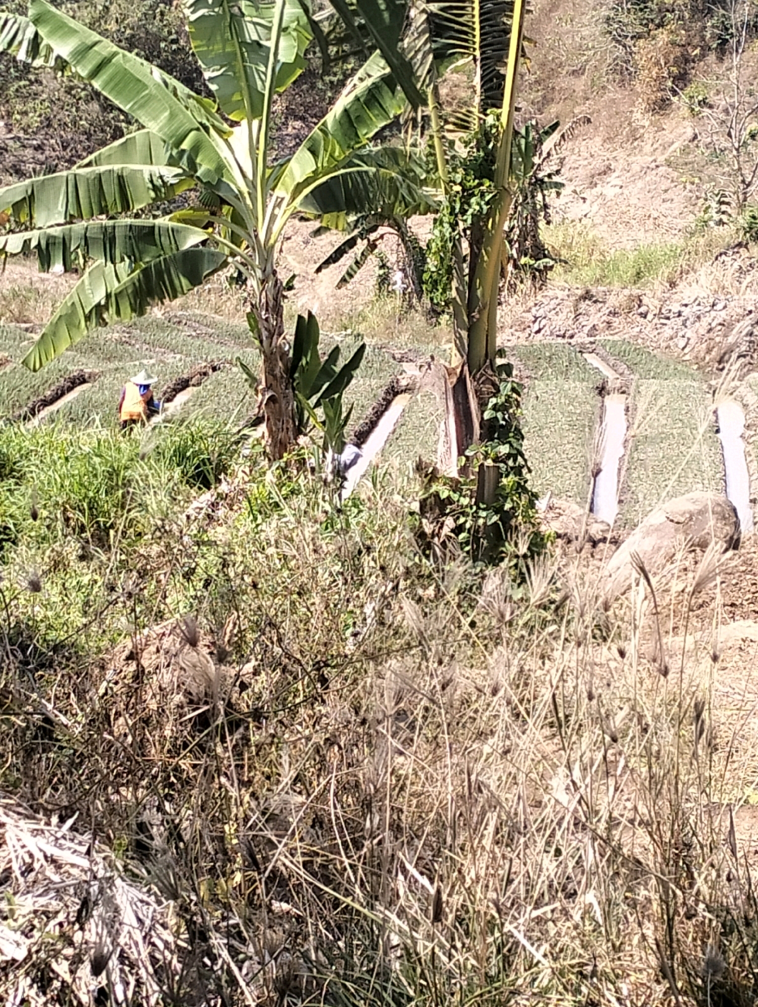 The image depicts a rural scene in Krondonan, Indonesia. In the foreground, there is dry, overgrown vegetation. Behind this, a person wearing a hat and an orange vest is working in a terraced field. The field is planted with what appears to be young crops, possibly onions, arranged in rows. Banana trees are visible on the left and center of the image, with their large leaves extending across the frame. In the background, a dry, barren hillside with scattered vegetation rises. A peacock is partially visible amongst the dry grass in the mid-ground on the right. The overall impression is of an agricultural landscape in a tropical or subtropical region.