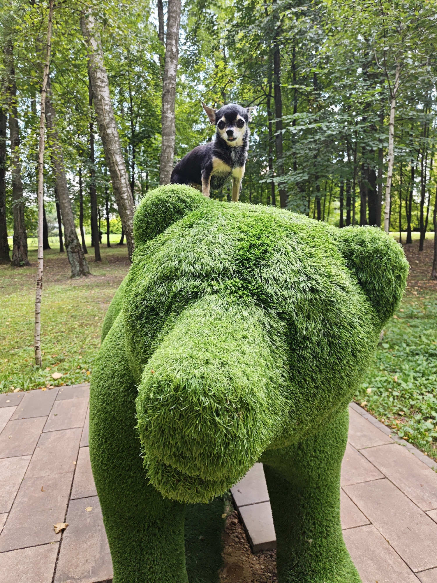 A small, black and tan Chihuahua dog stands on top of a large, green, grass-covered bear sculpture in a park. The dog is facing forward with its tongue slightly out. The bear sculpture is the primary focus of the foreground, with its textured green surface prominently displayed. Behind the sculpture, a wooded area with numerous birch and evergreen trees forms the background. The ground around the sculpture is paved with light brown square tiles, and patches of green grass and fallen leaves are visible. The lighting suggests an outdoor, daytime scene, possibly in a public park. The location is specified as being in the city of Shcherbinka, Russia.