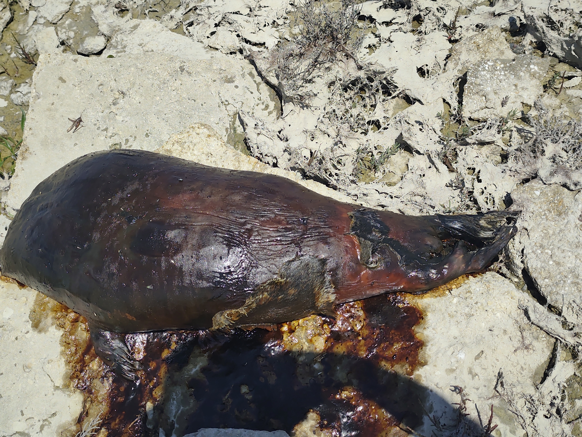 The image shows a deceased animal, appearing to be a seal, lying on a rocky, sun-drenched terrain. The animal's body is dark brown and appears to be decomposing, with some viscous, dark liquid seeping from it onto the light-colored rocks and dry vegetation. The texture of the animal's skin is wrinkled and somewhat shiny, suggesting it has been exposed to the elements. The environment appears arid and possibly coastal, with sharp, irregular rock formations and sparse, dry plant life. There are no visible people or other animals in the frame. The overall scene is one of natural decay in a harsh, outdoor environment. The location is identified as Saiyn, Kazakhstan.