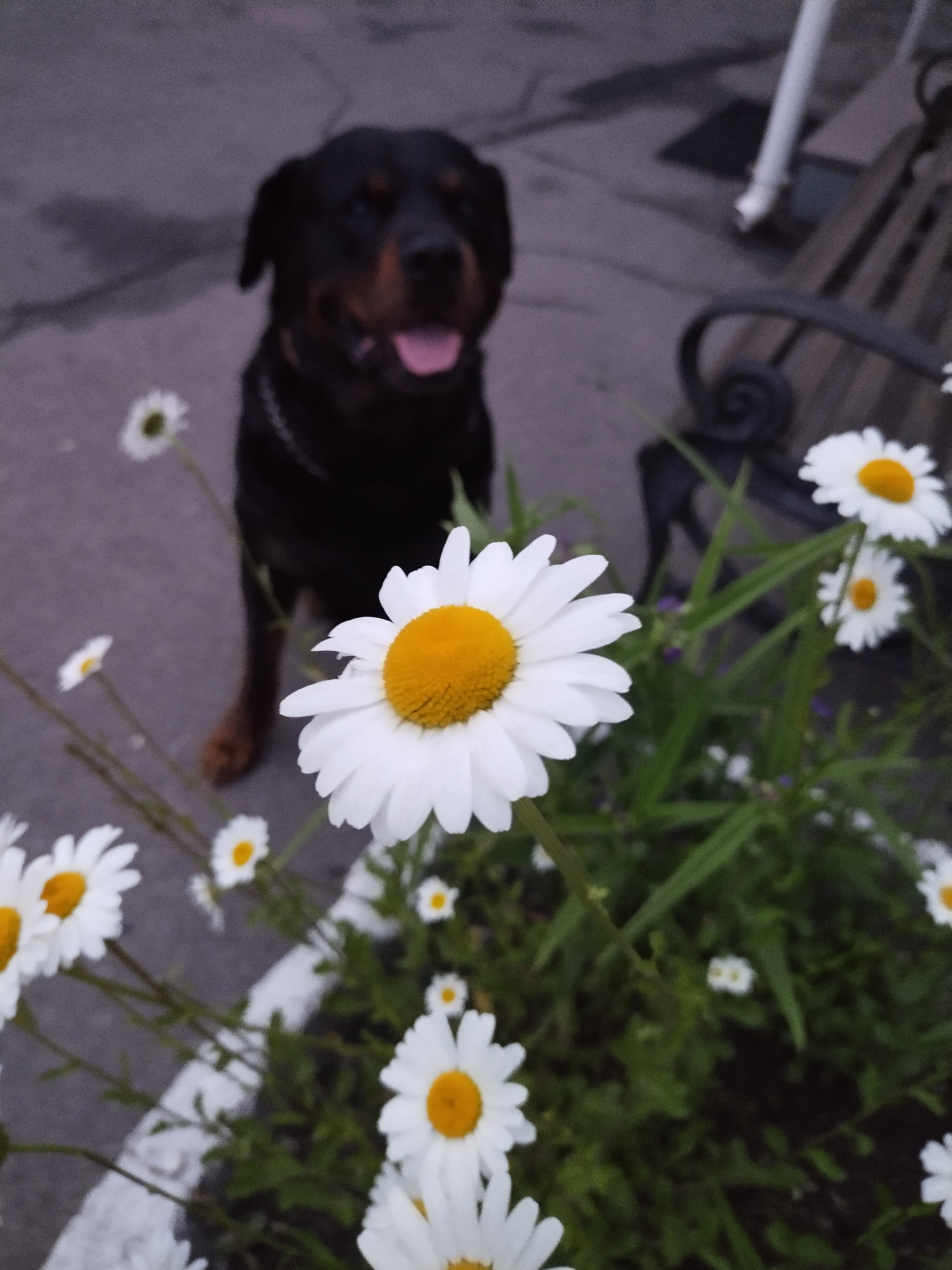 The image displays an outdoor scene in the city of Horishni Plavni, Ukraine, featuring a dog and daisies. In the foreground and mid-ground, a cluster of white daisies with prominent yellow centers is present, growing in a planter or garden bed bordered by a light-colored structure. The largest daisy, centrally positioned, is in sharp focus, revealing detailed petals and a vibrant yellow core. Behind the flowers, on a grey paved surface, a dark-furred Rottweiler dog stands. The dog is out of focus, showing black fur with tan facial markings, an open mouth with a visible pink tongue, and a dark collar. In the upper right background, an out-of-focus dark park bench with ornate metal armrests is visible. Green foliage is interspersed among the daisies. The scene is illuminated by soft, diffuse light, without harsh shadows.