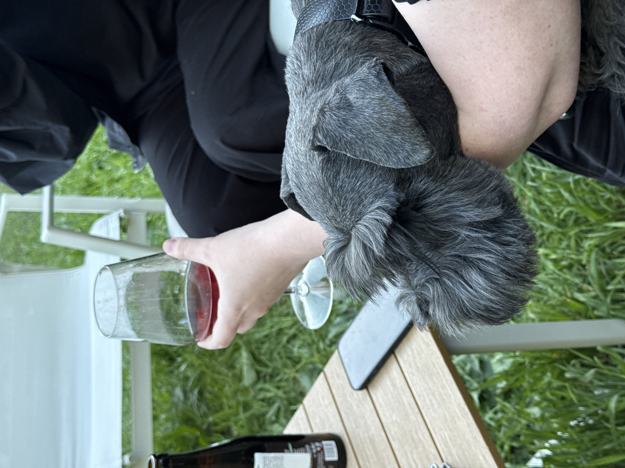 This image, taken from a top-down, slightly angled perspective, captures a tranquil outdoor scene, likely in Belgrade, Serbia. The composition centers on a person and their dog, engaged in a moment of companionship.
A person, partially visible and clad in black attire (possibly a top and pants), holds a clear glass filled with red liquid, likely wine. Their hand and forearm are prominent in the foreground. Snuggled close to the person is a small to medium-sized dog with dense, shaggy gray fur. The dog's head and upper body are resting comfortably against the person's arm. It is wearing a black collar or harness with a subtle hexagonal texture.
The setting is outdoors, indicated by the vibrant green grass visible in the background and patches throughout the frame. To the right, a light-colored wooden table or surface holds several items: an empty stemmed wine glass, a black smartphone, and a dark-colored bottle (possibly beer) with a white label featuring illegible text and a barcode, partially visible at the bottom. A white piece of outdoor furniture, possibly a chair or table leg, can be seen to the left.
The natural light suggests it is daytime, and the absence of strong shadows implies either an overcast sky or a softer light period like late afternoon. The overall scene conveys a sense of calm and leisure, highlighting the bond between the person and their pet while enjoying a beverage outdoors.