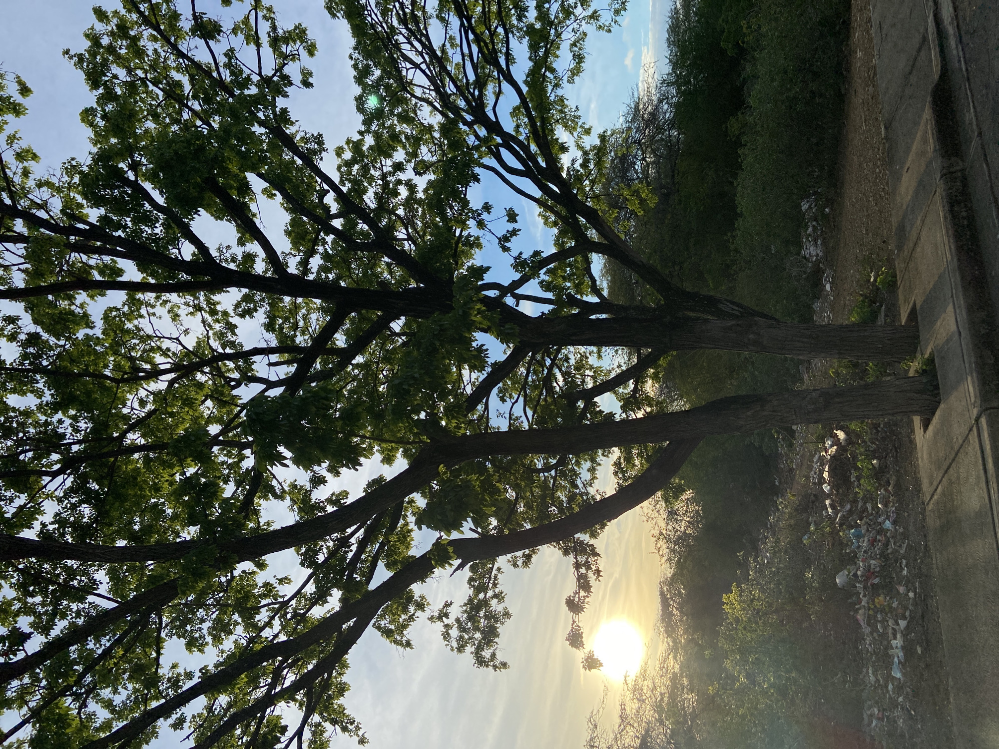 A low-angle shot captures a large tree with dark branches and vibrant green leaves against a bright blue sky with scattered clouds. The sun, a bright orb, is visible in the left portion of the frame, casting a warm glow and lens flare. Beneath the tree, a sidewalk runs along the bottom edge of the image. Beyond the sidewalk, the ground is covered in dense green foliage and a considerable amount of scattered trash, including plastic bags, bottles, and paper. In the background, more trees and vegetation are visible, with a hazy, sunlit sky. The scene appears to be an outdoor environment in Juan Griego, Venezuela, characterized by lush vegetation and an unfortunate accumulation of litter. There are no people or animals present in the image.