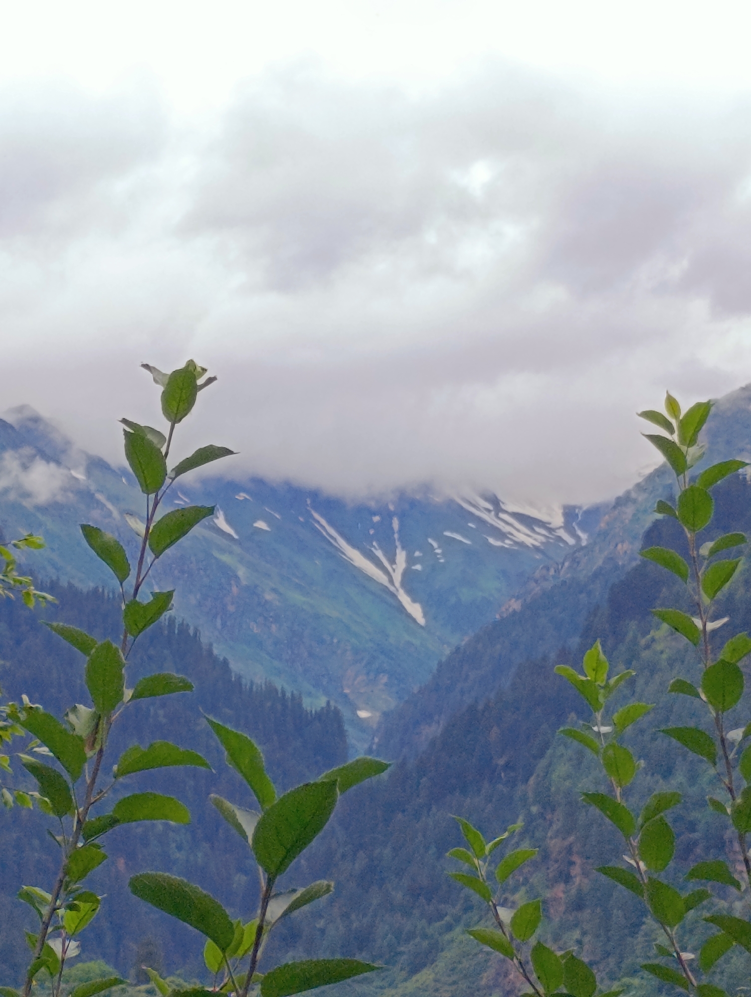 The image depicts a natural landscape with a focus on the foreground foliage against a backdrop of majestic mountains. In the foreground, several branches of a leafy plant, with lush green leaves, are prominently displayed. The plant appears to be healthy and vibrant.
The mid-ground and background reveal a breathtaking view of the Himalayas, likely in or around Manali, India. Snow-capped peaks are visible, partially obscured by swirling clouds. The mountains are steep and rugged, with a mix of green vegetation and white snow. The sky is overcast, with thick clouds suggesting a possibly cool or rainy day. The overall scene conveys a sense of natural beauty and the grandeur of the mountainous terrain.