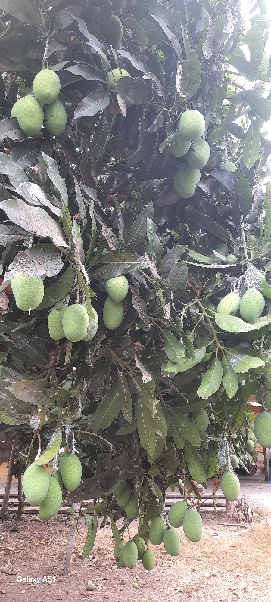 This is a vertical, eye-level, outdoor photograph of a mango tree laden with unripe green mangoes. The mangoes are of various sizes and are clustered on branches throughout the tree. The leaves of the tree are dense and dark green, with some appearing to have a dusty or slightly wilted appearance. The background is somewhat out of focus, showing dry, reddish-brown ground with scattered leaves and some vegetation. In the lower left corner, the text "Galaxy A51" is visible, indicating the phone used to capture the image. The overall impression is of a healthy fruit-bearing tree in a natural setting. The location is identified as Ploso, Indonesia.