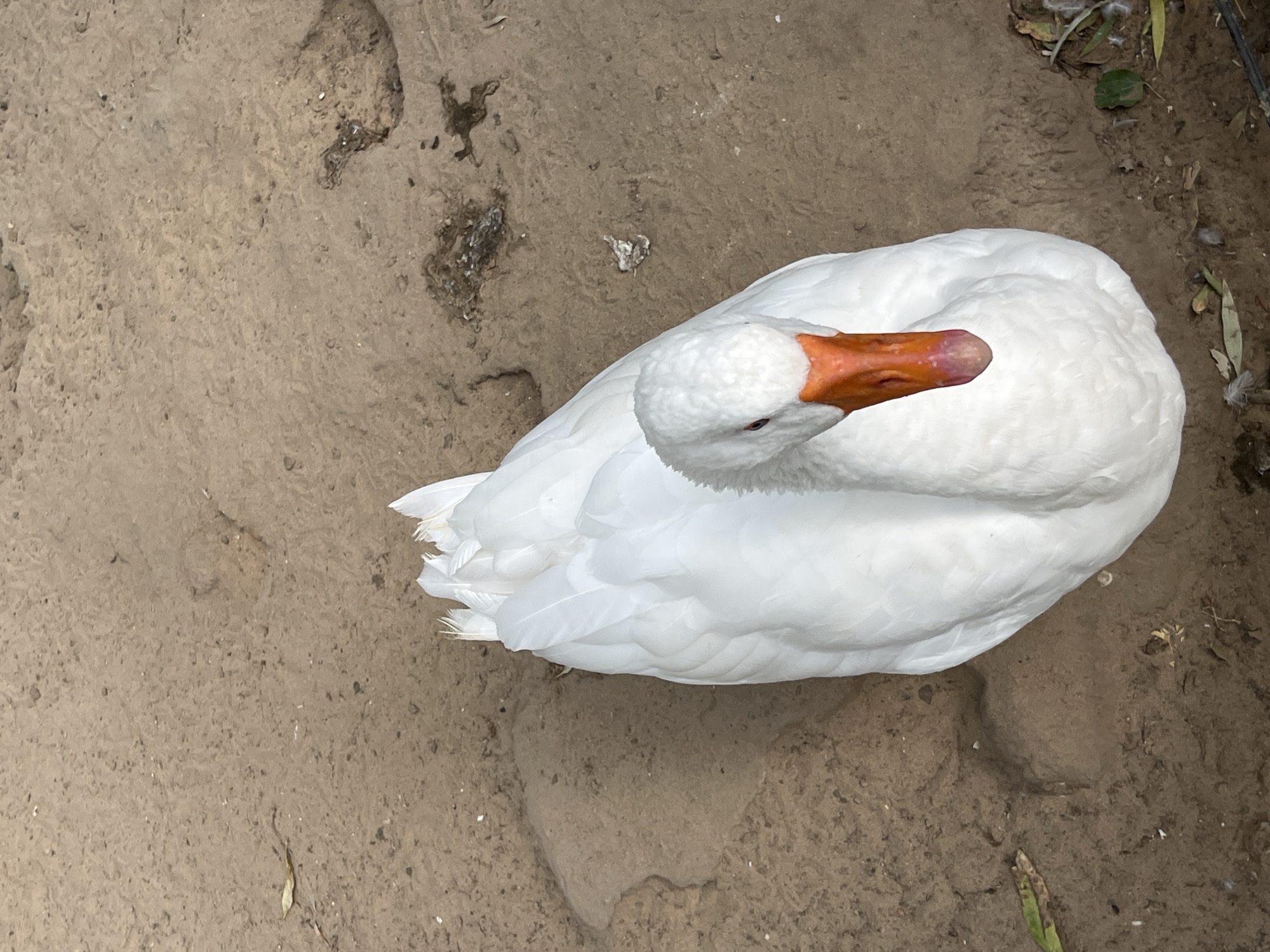 A white goose with an orange beak stands on a dirt ground. The goose is facing forward and slightly down. The ground is a light brown color and appears to be dry. There are a few small leaves and twigs scattered on the ground. The goose is the main subject of the image and is well-lit. The image appears to be taken from a slightly elevated angle.